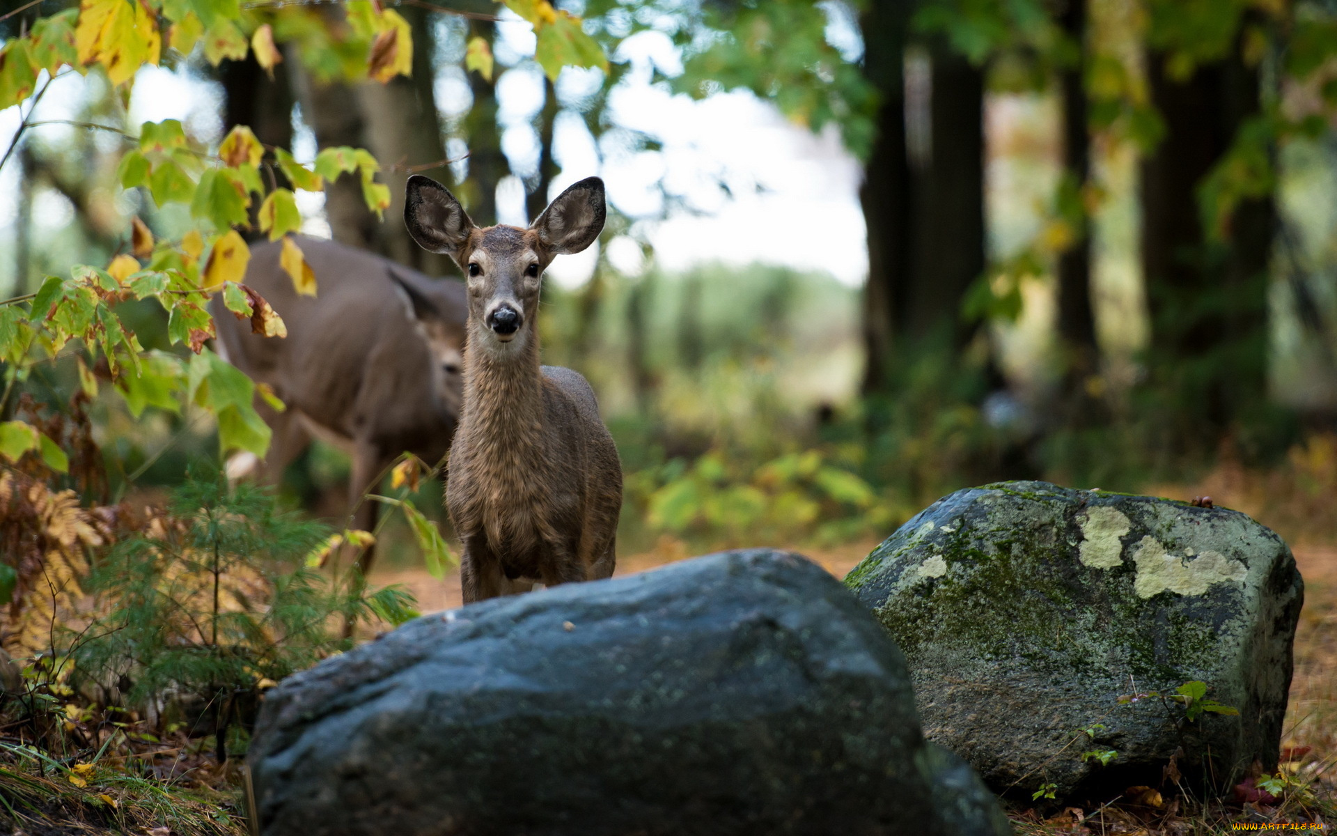 животные, олени, косуля, природа, лес