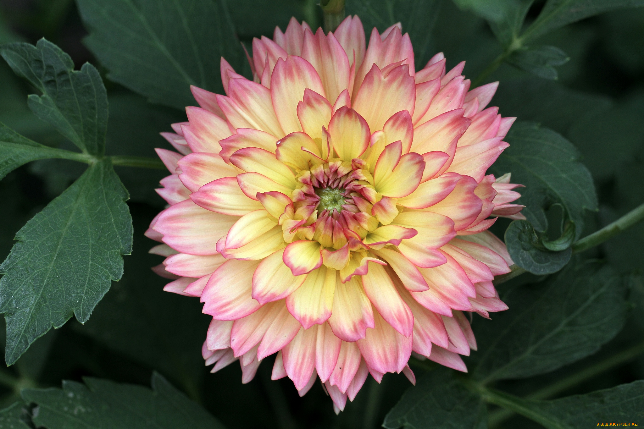 цветы, георгины, круглый, пестрый