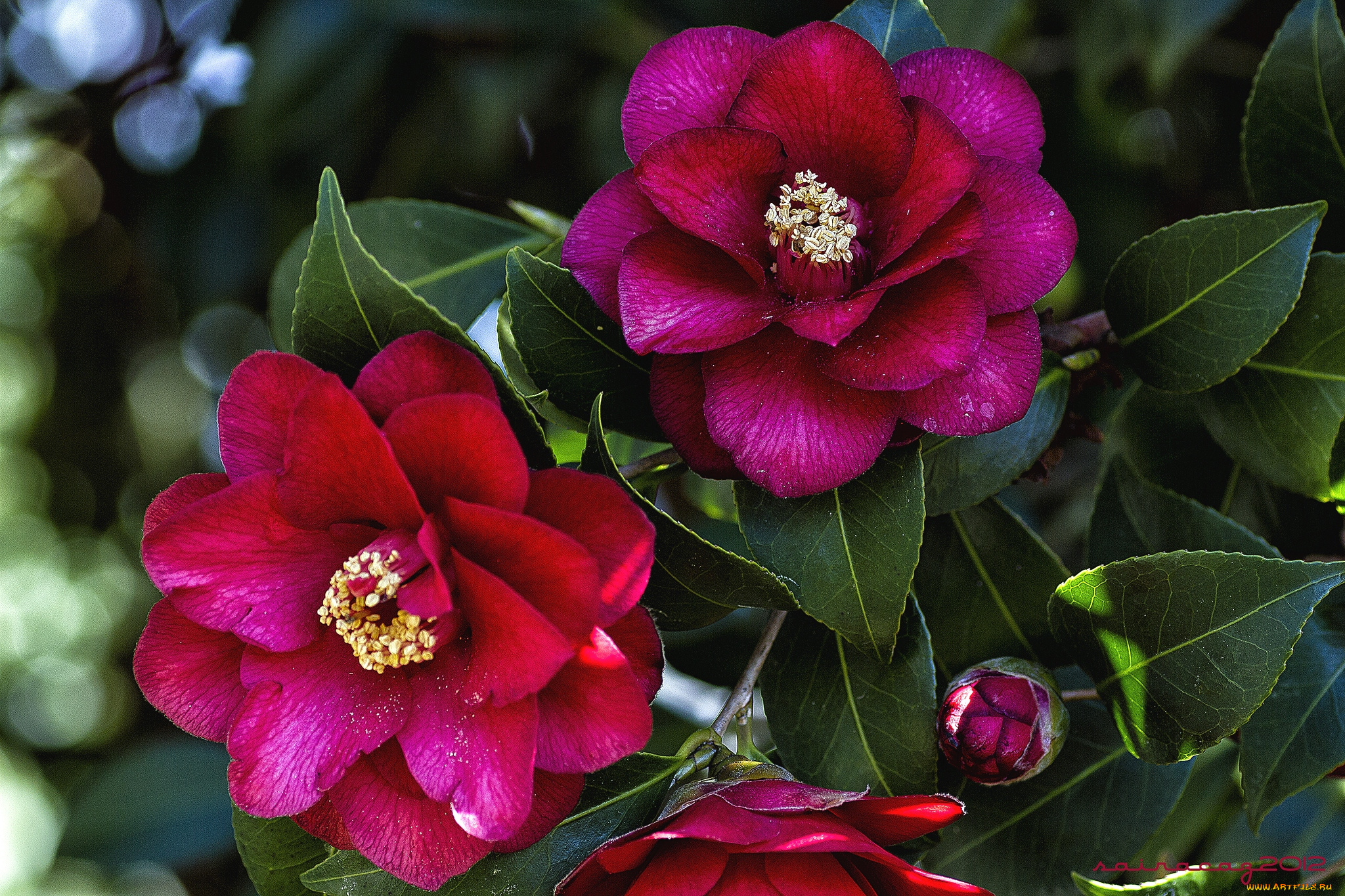 цветы, камелии, ветки, красный