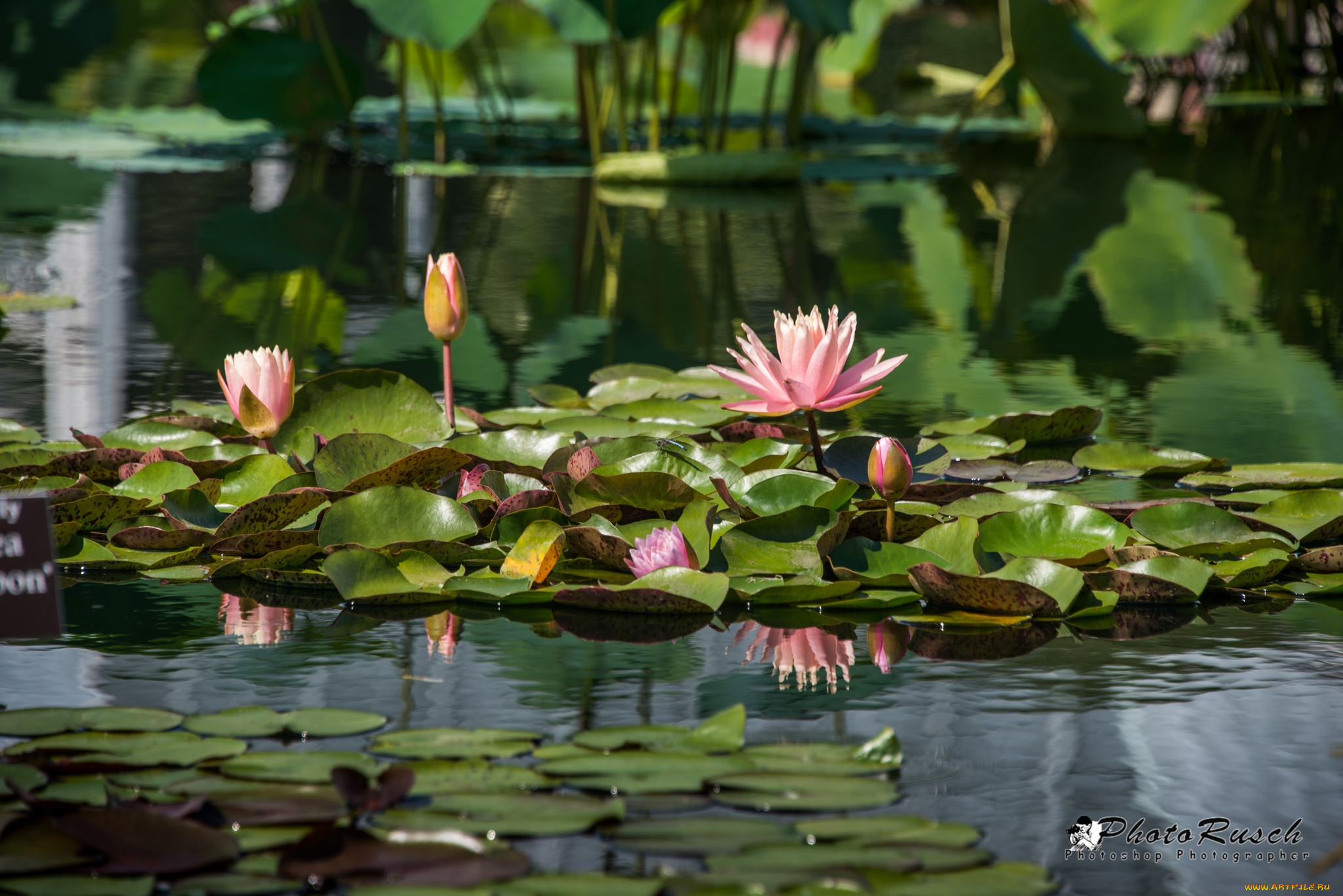 цветы, лилии, водяные, нимфеи, кувшинки, вода, розовый
