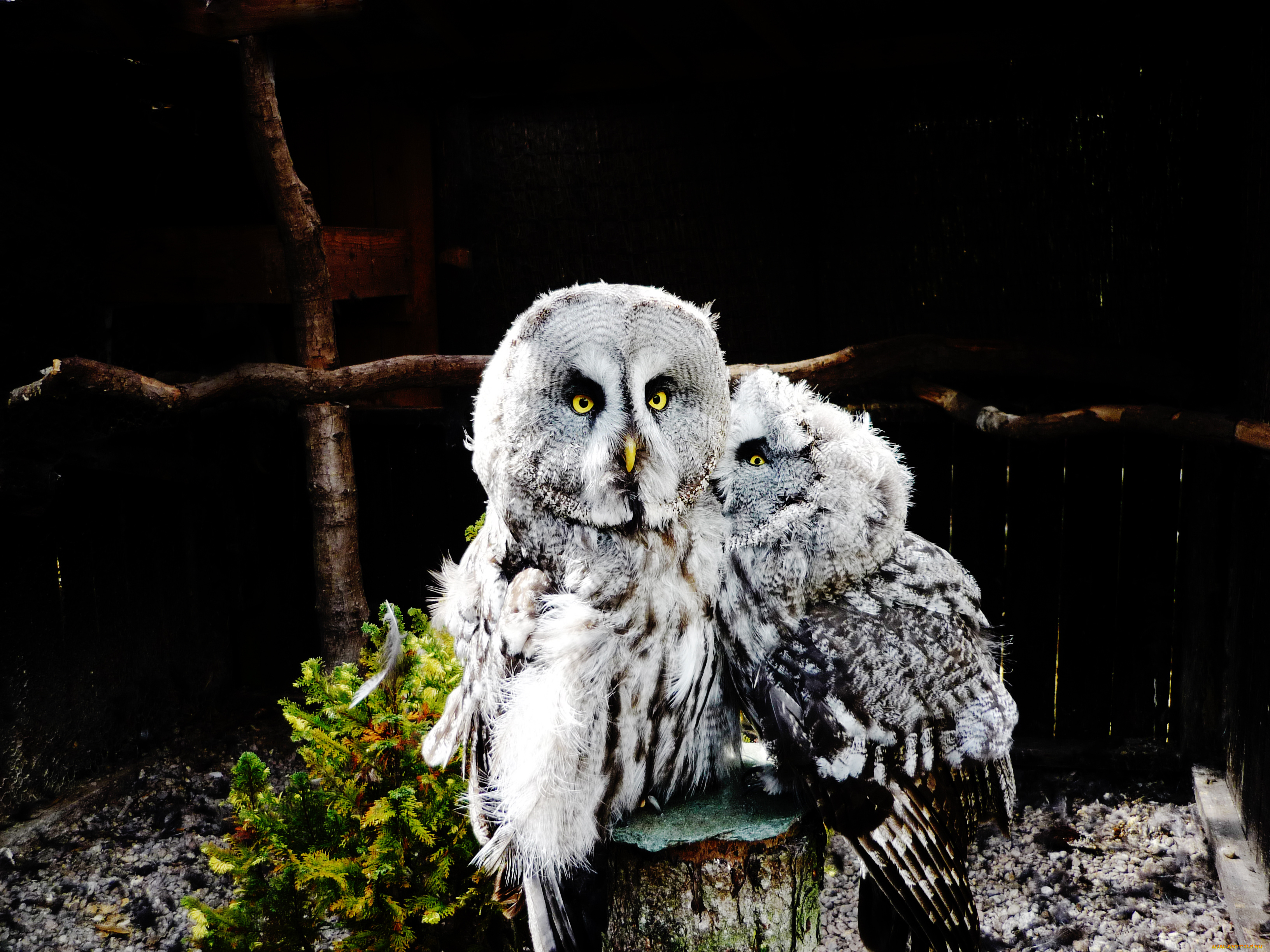 животные, совы