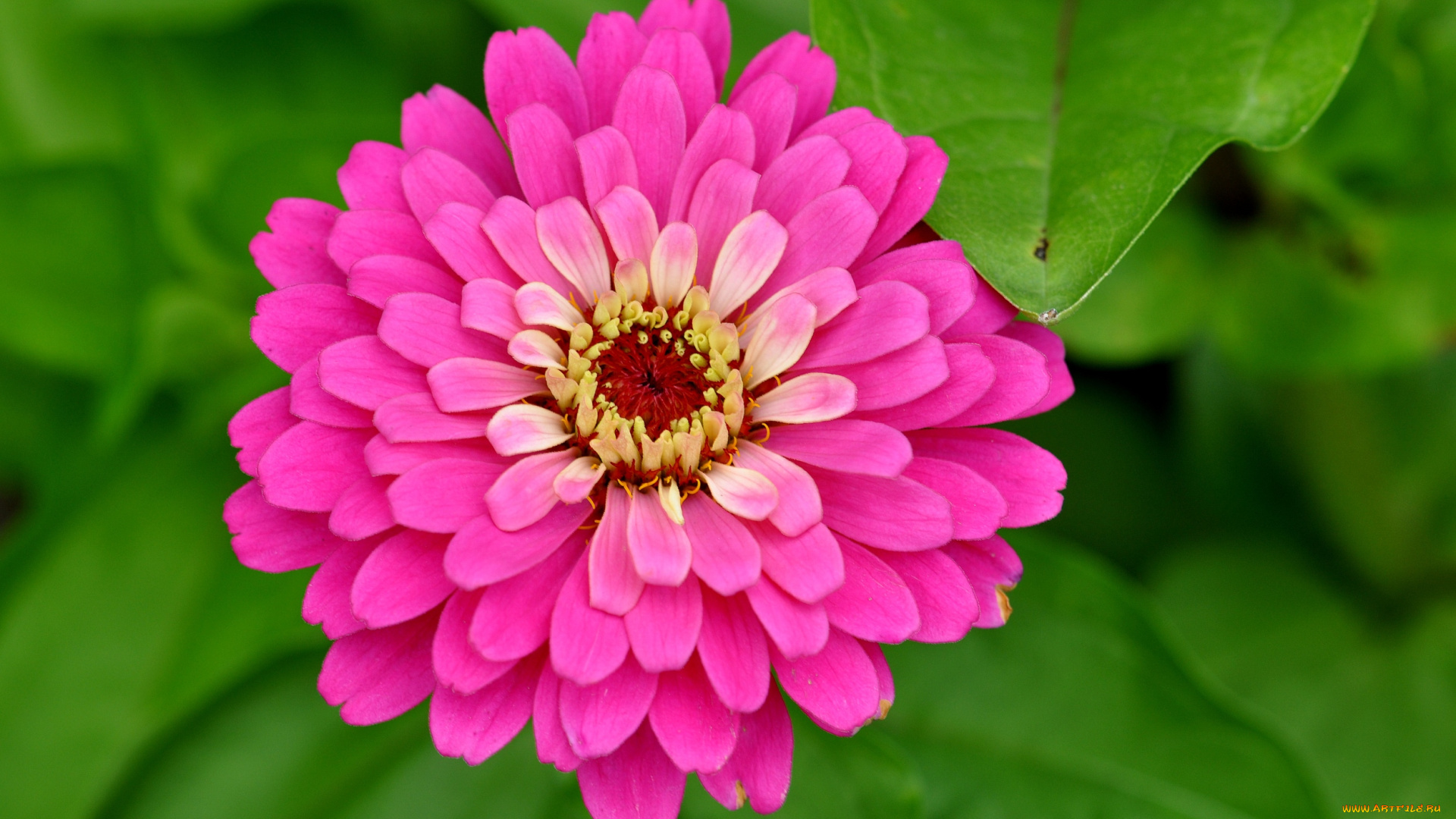 цветы, цинния, макро, розовый