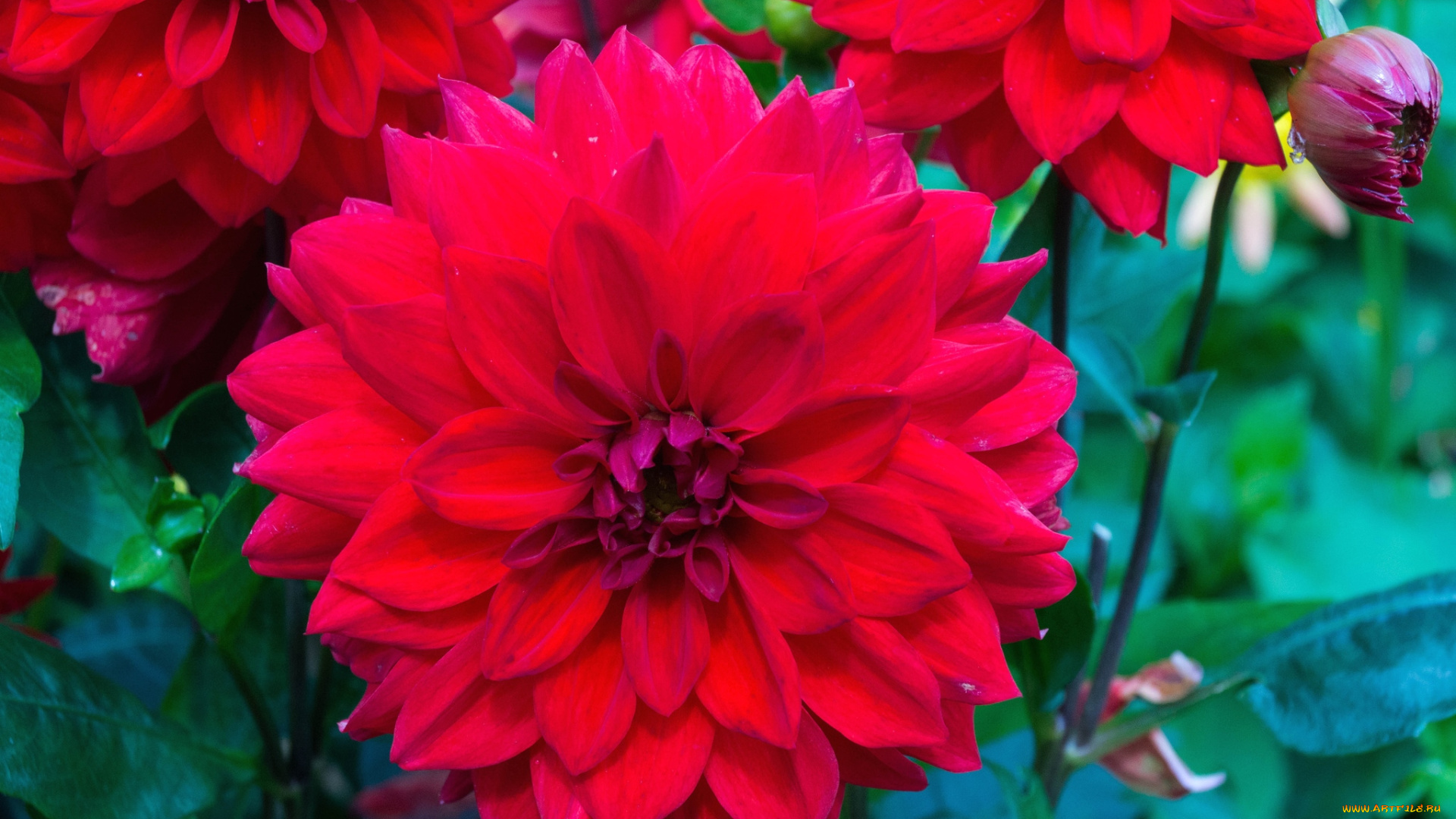 цветы, георгины, красный