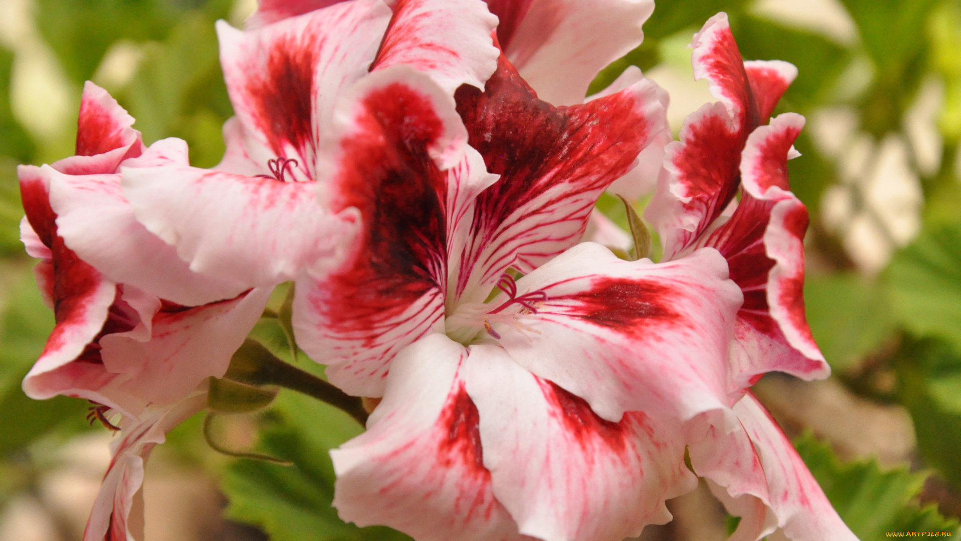 цветы, герань, пеларгония