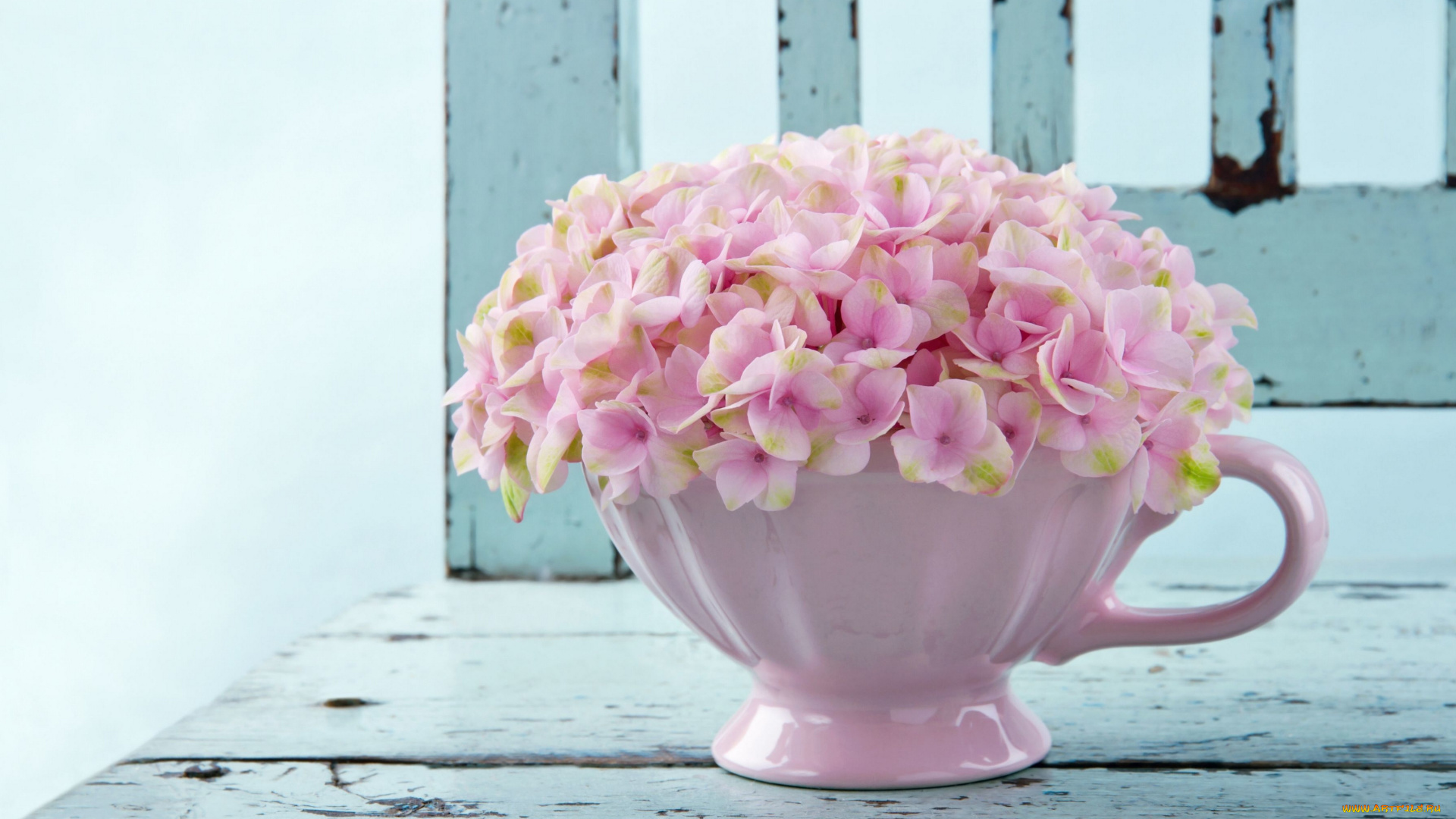 цветы, гортензия, кружка