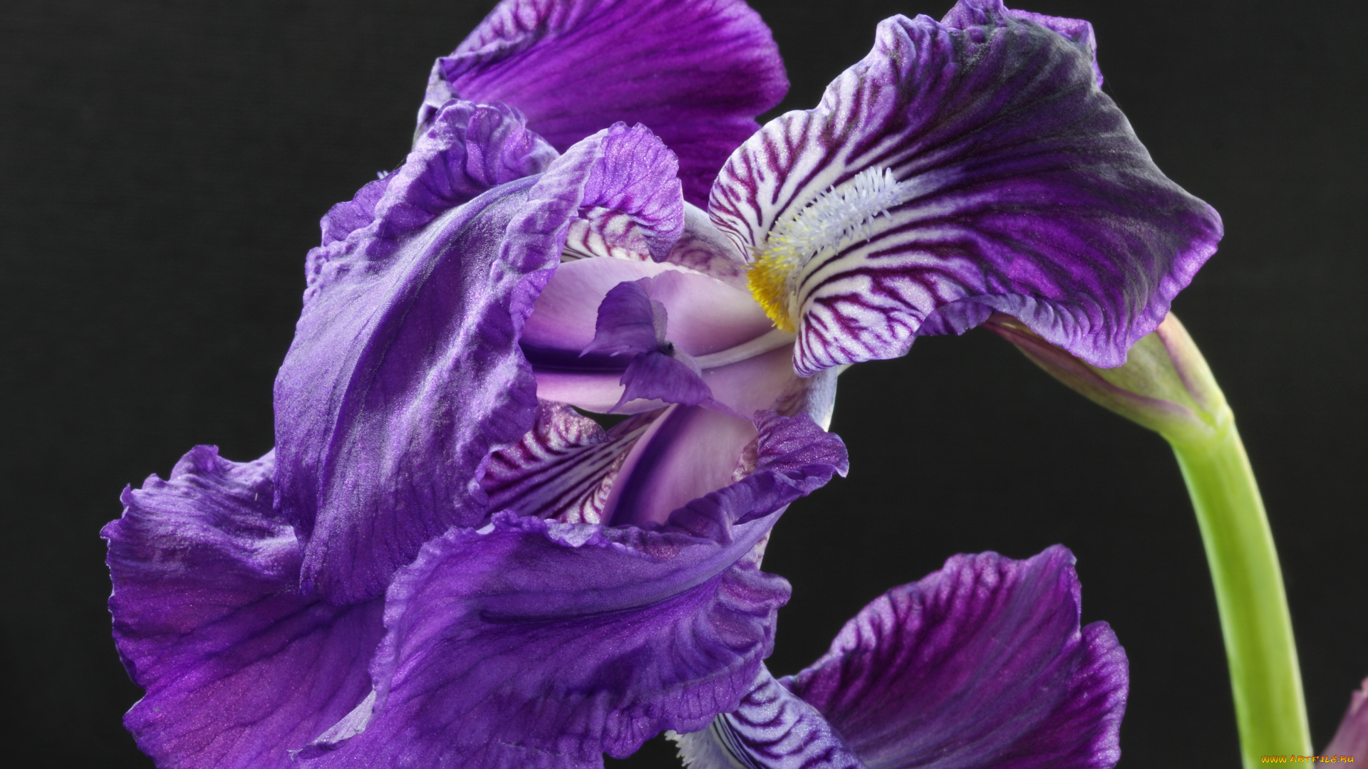 цветы, ирисы, сереневые