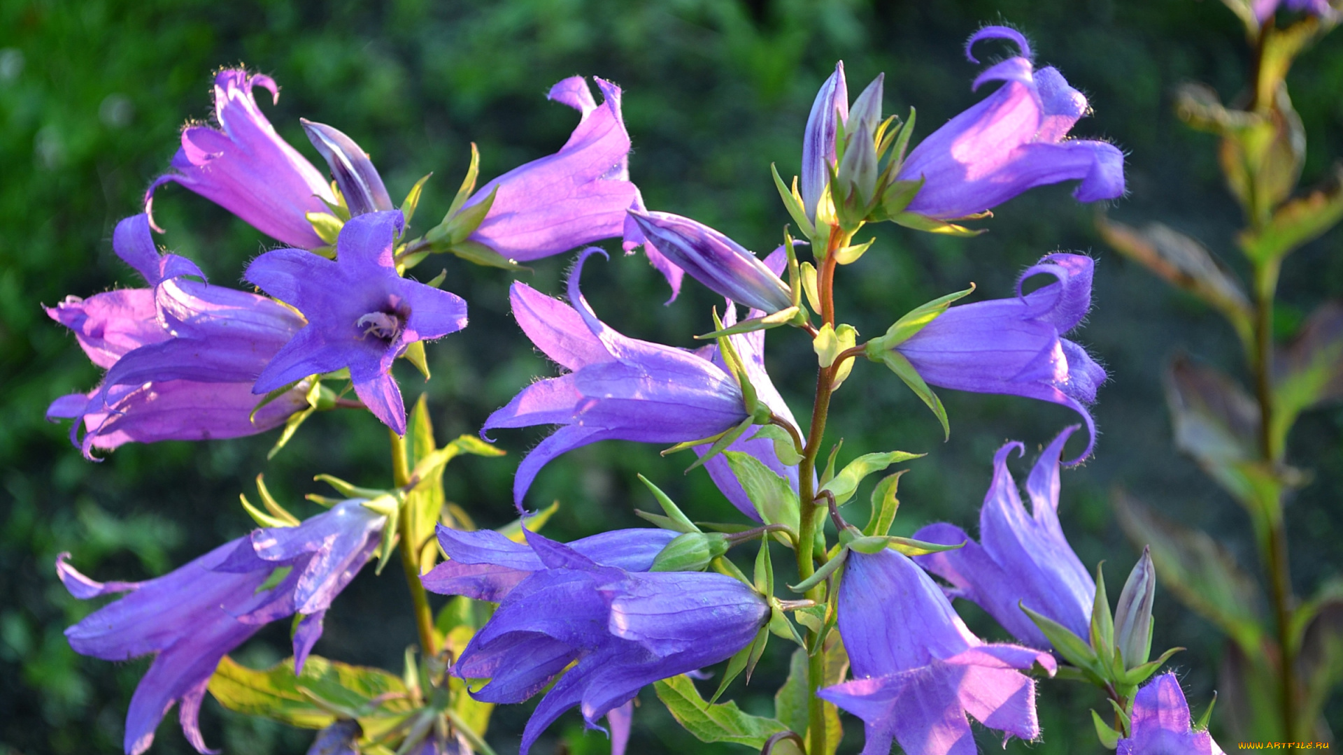 цветы, колокольчики, сиреневый