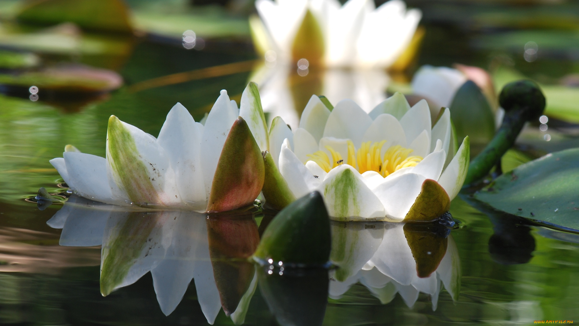 цветы, лилии, водяные, нимфеи, кувшинки, отражение