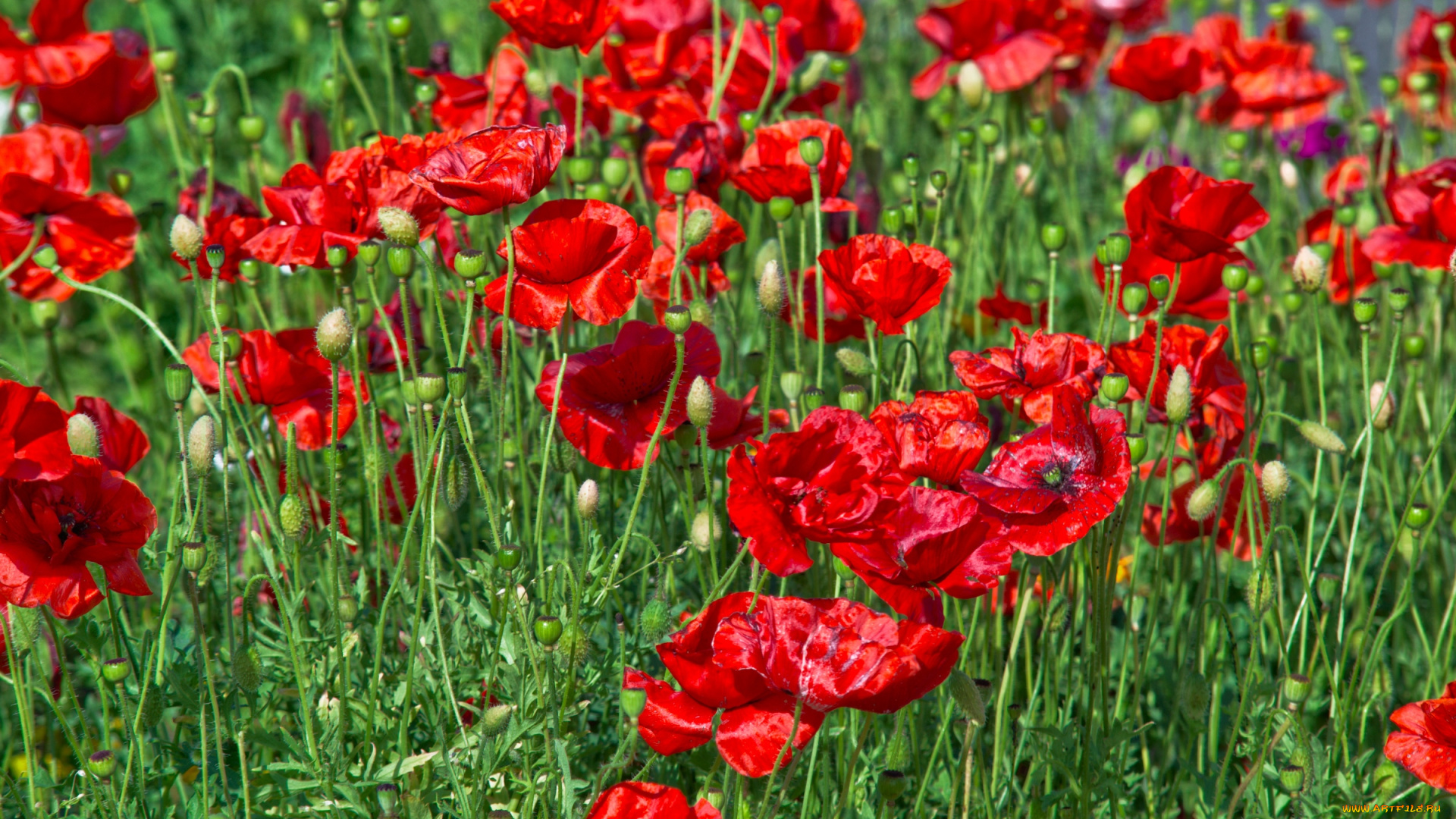 цветы, маки, красный