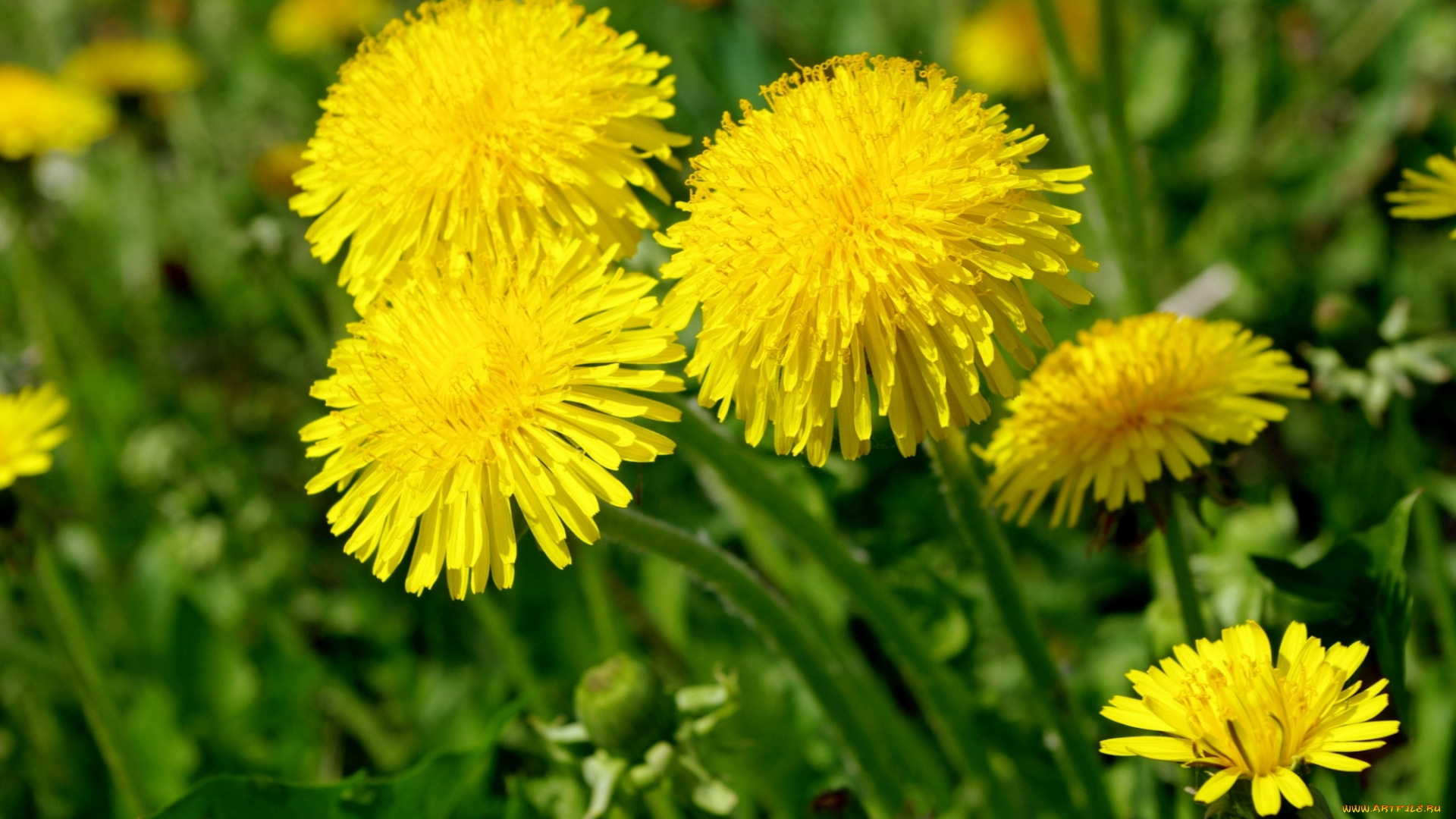 цветы, одуванчики, лето