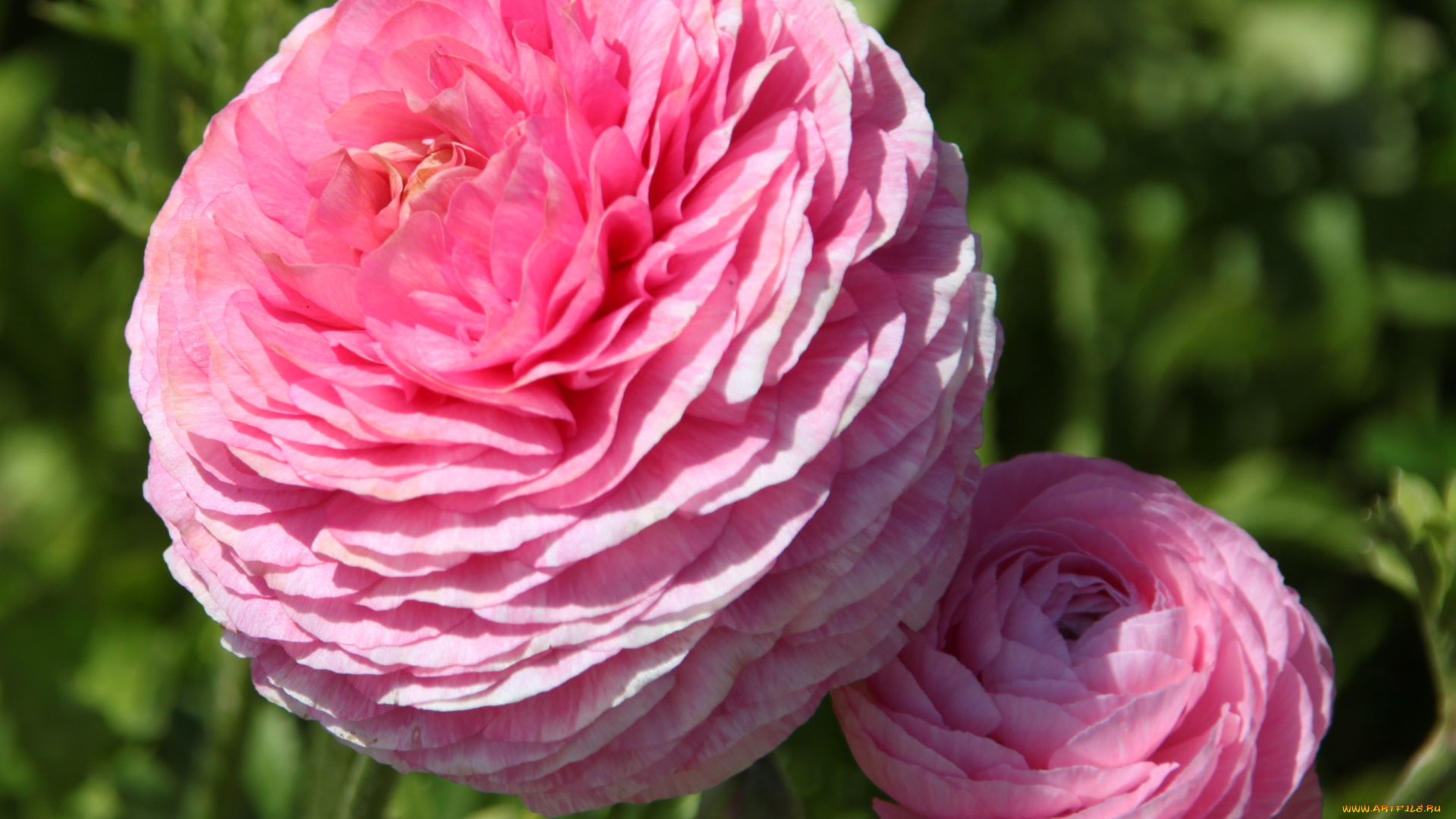 цветы, ранункулюс, азиатский, лютик, розовый, шар