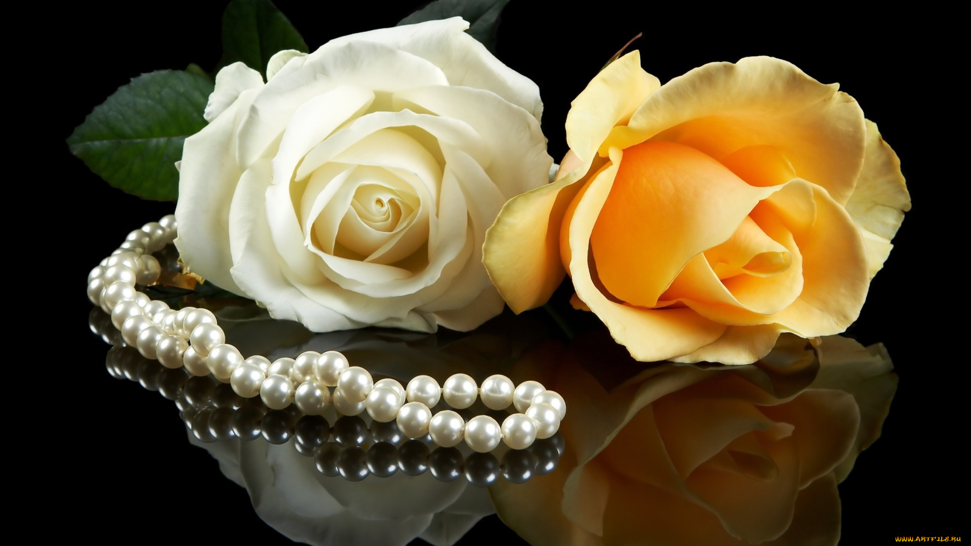 цветы, розы, бутоны, лепестки, бусы, отражение