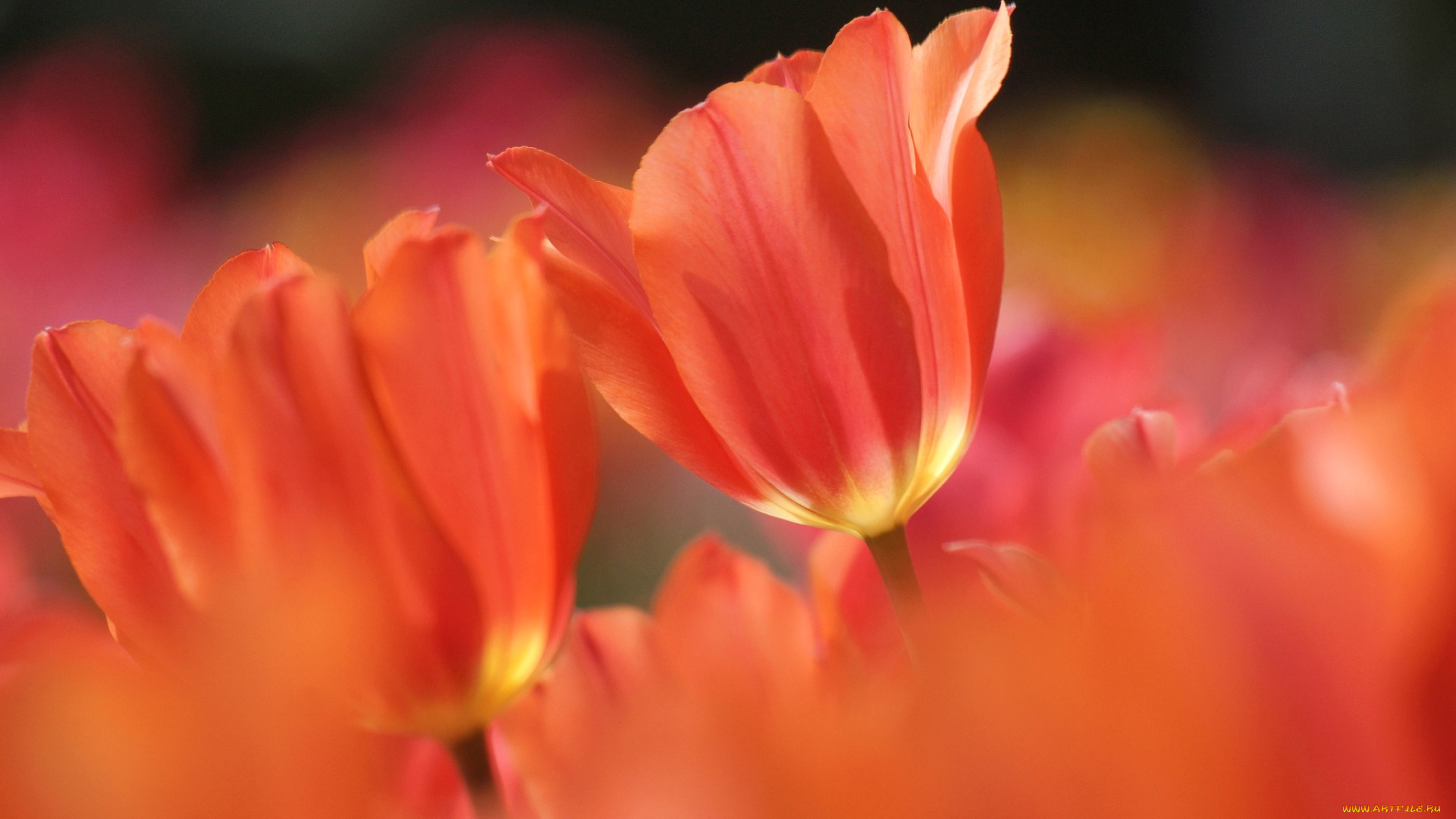 цветы, тюльпаны, макро