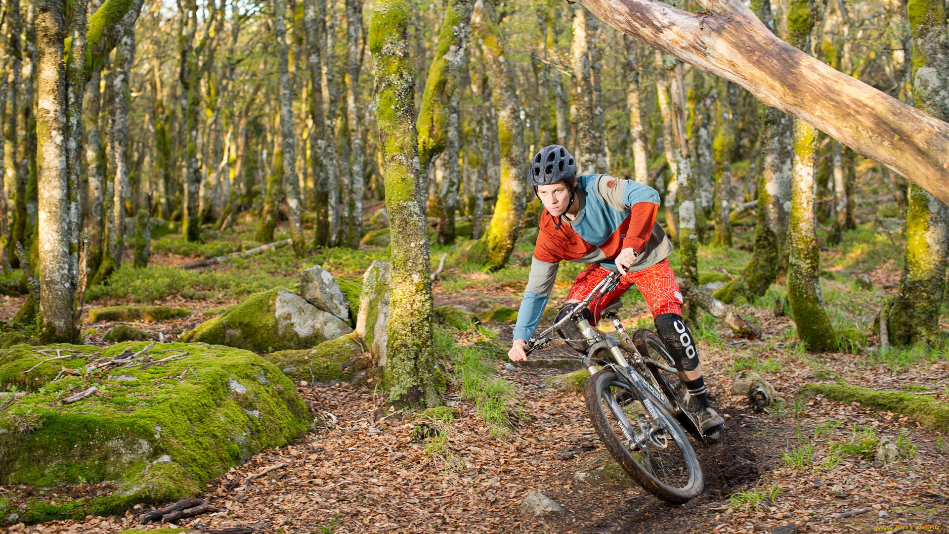 спорт, велоспорт, велосипедист, лес