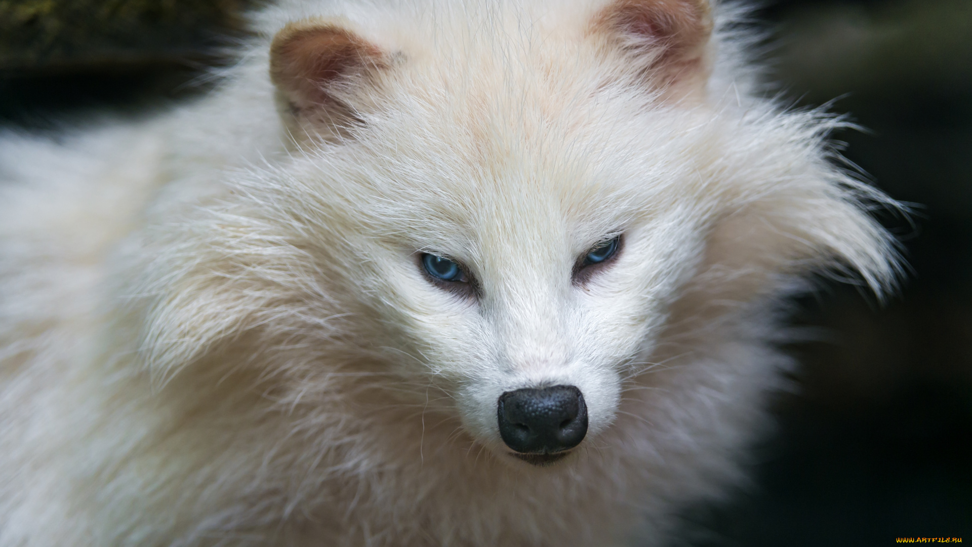 животные, еноты, енотовидная, собака