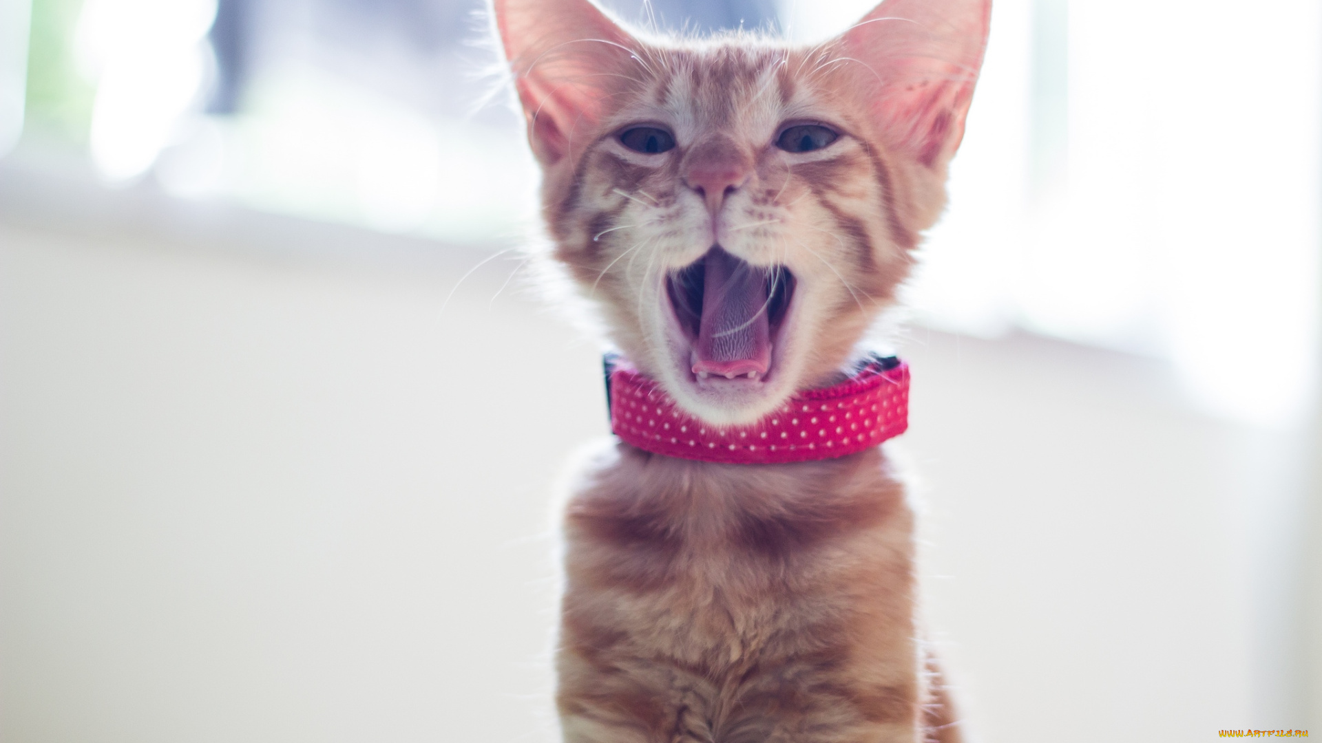 животные, коты, крикун