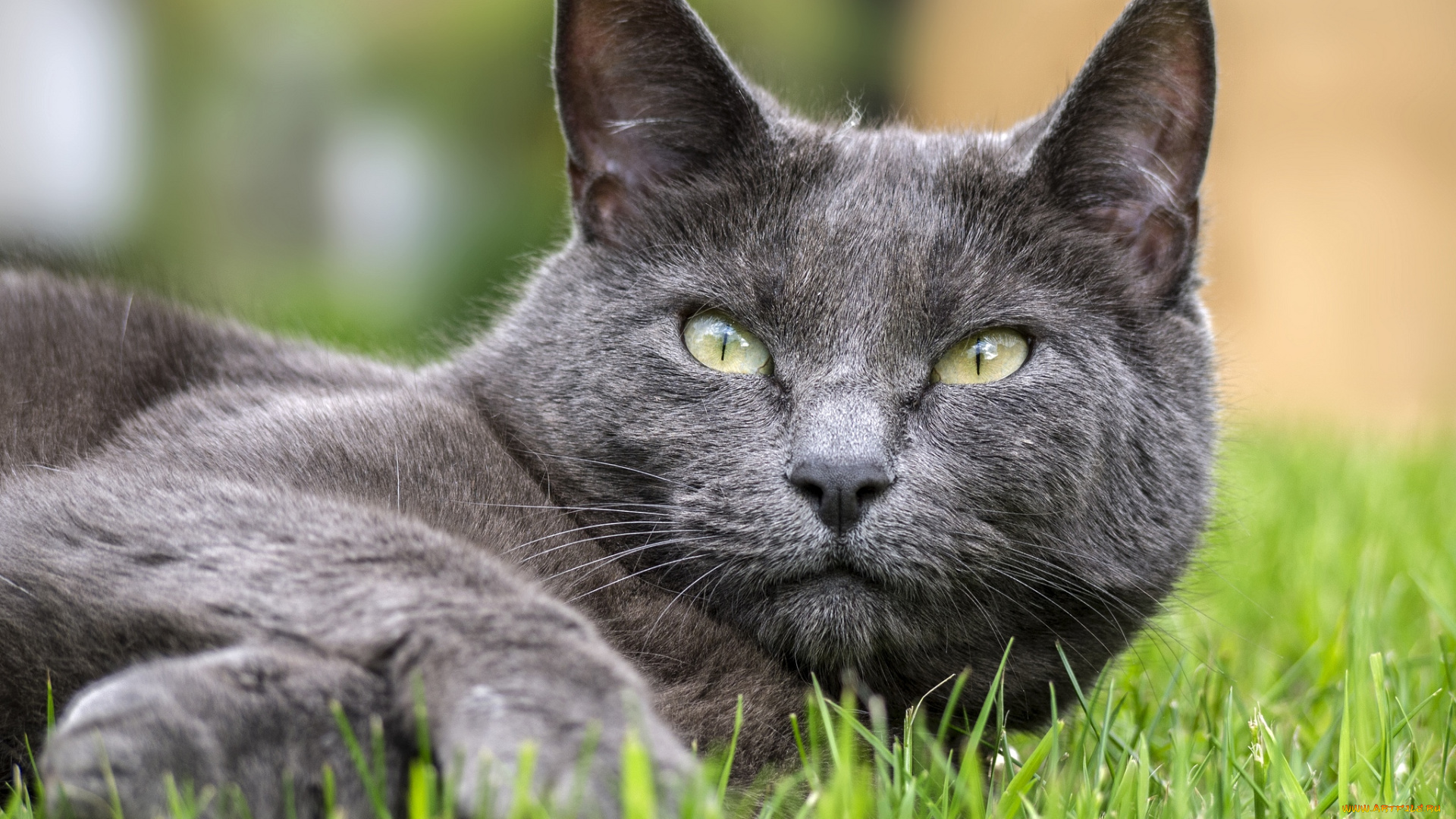 животные, коты, уши