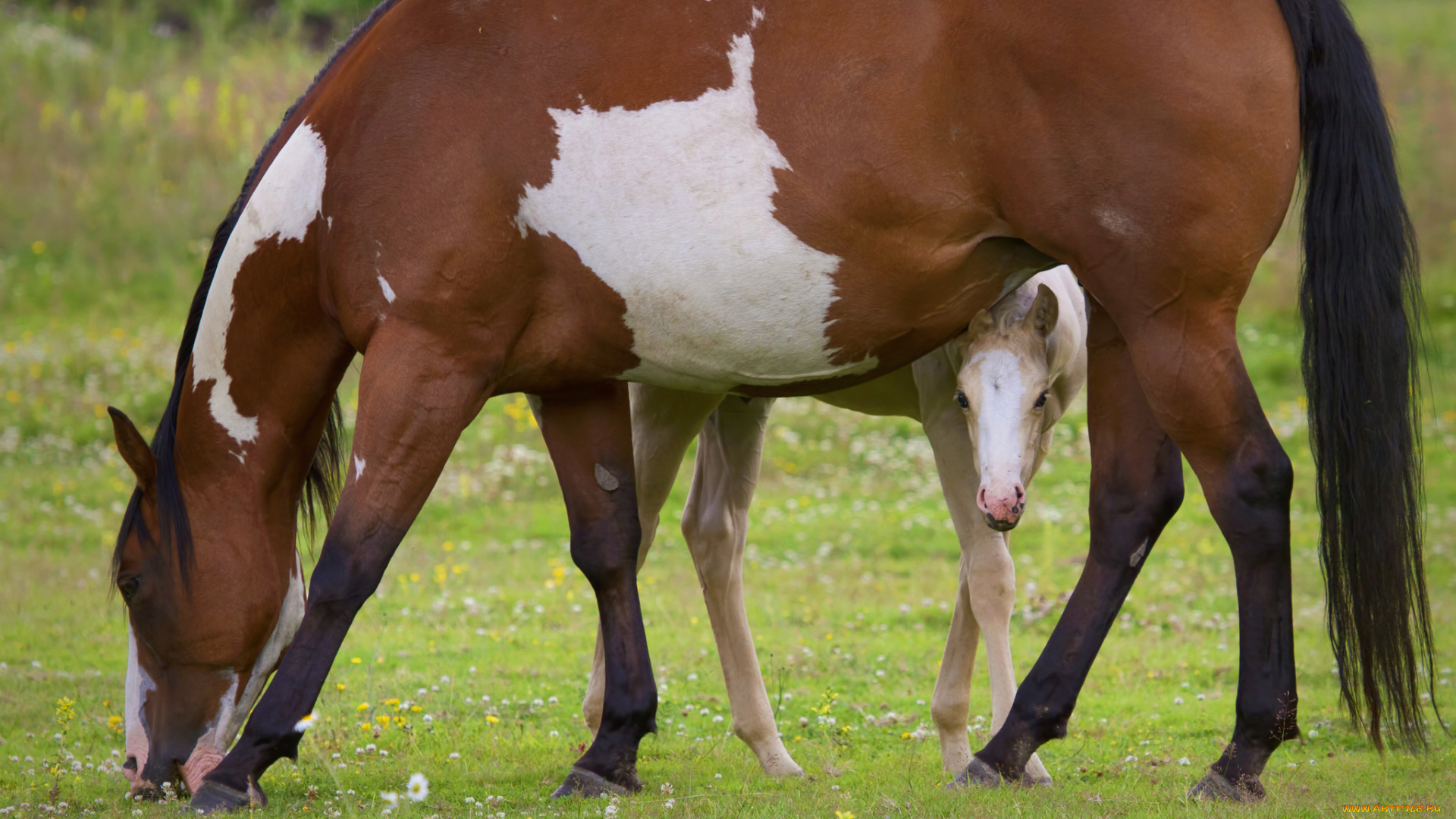 животные, лошади, пастбище, материнство, жеребёнок
