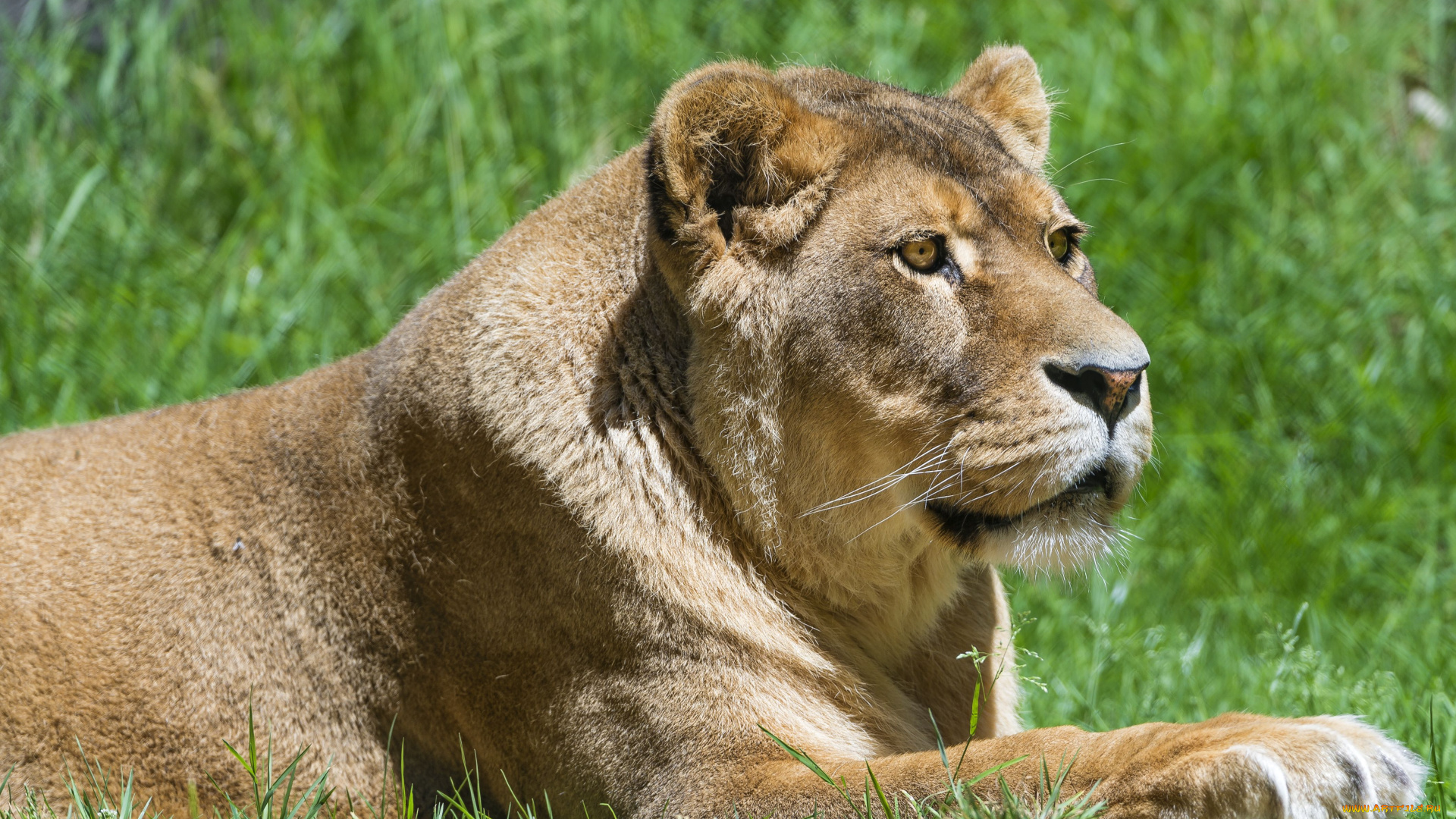 животные, львы, львица