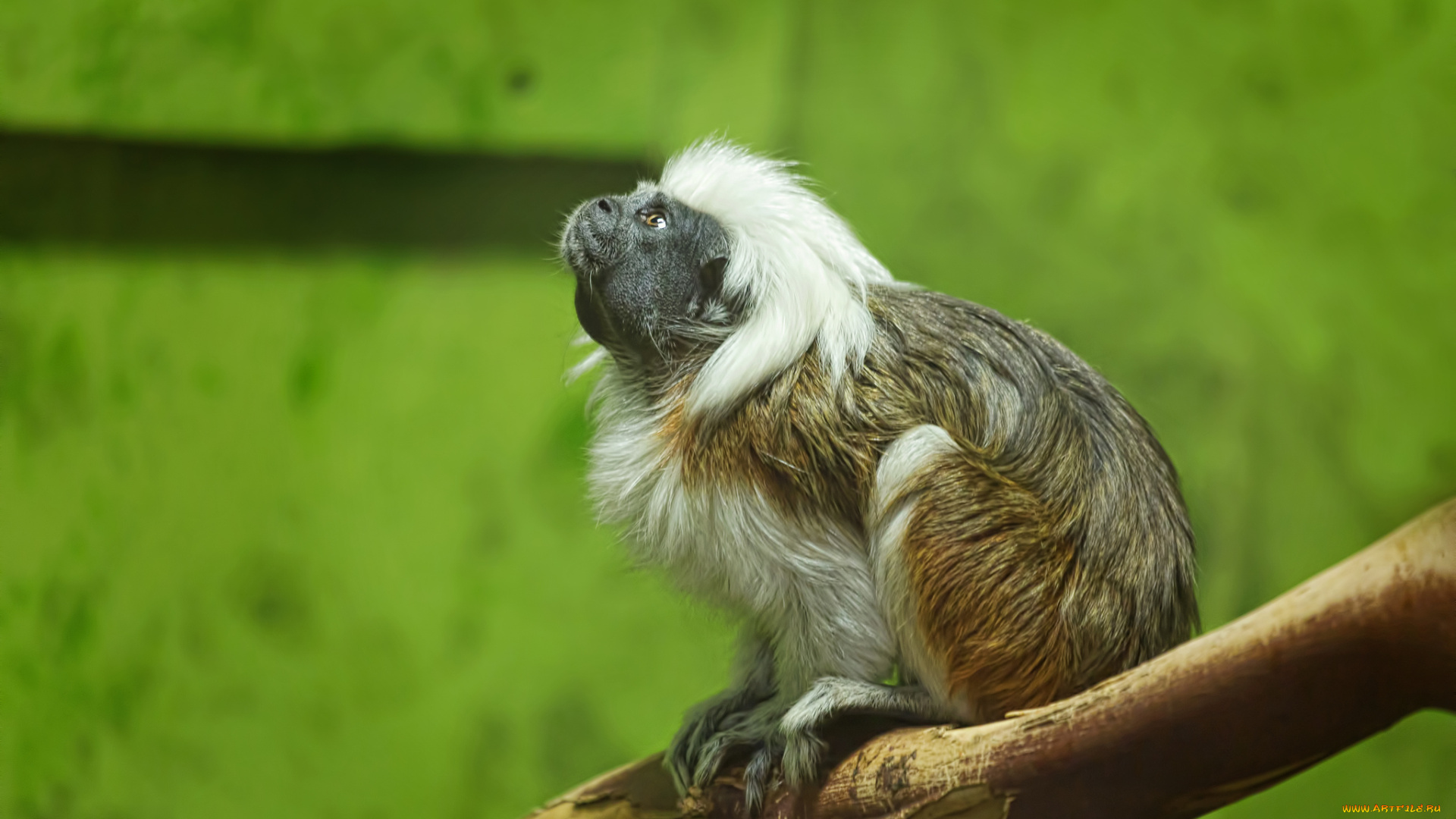 животные, обезьяны, эдипов, тамарин, пинче, эдипова, игрунка