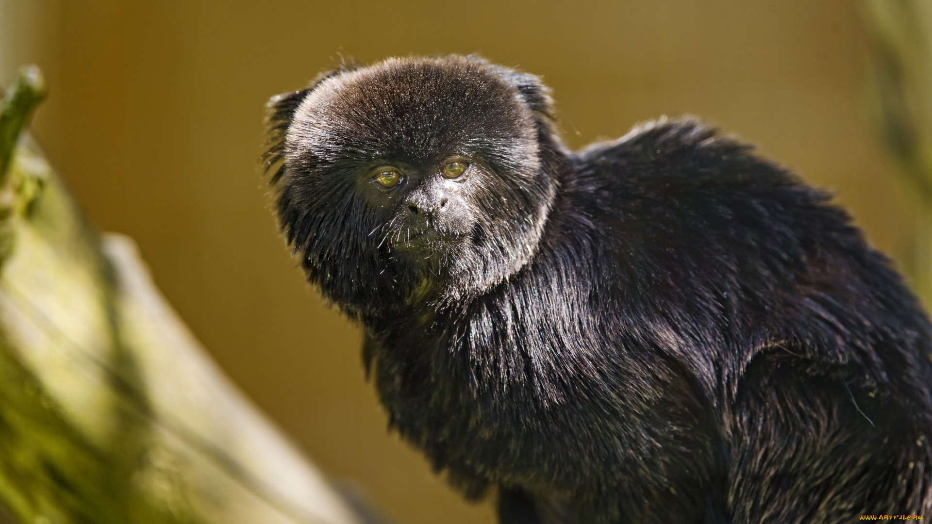 животные, обезьяны, мармозетка, гельдиевая, каллимико