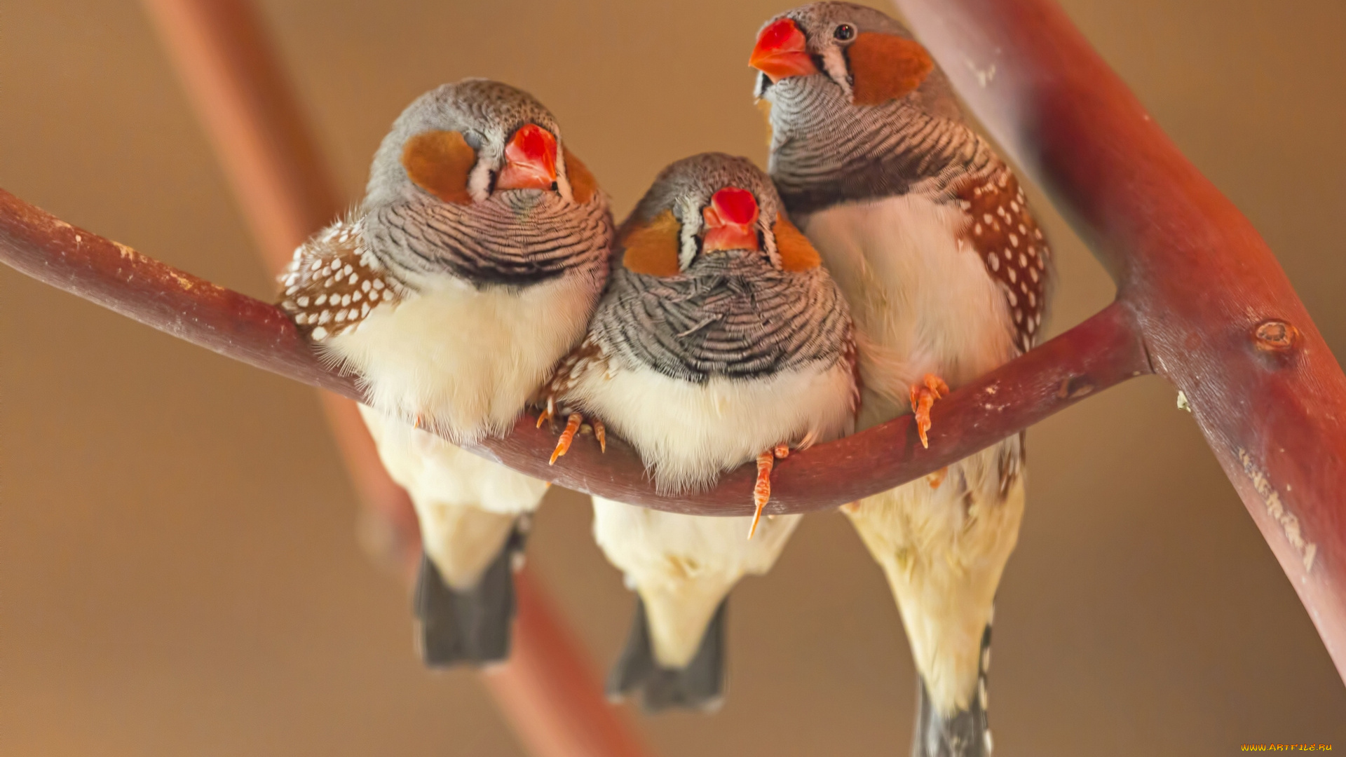 животные, птицы, зебровая, амадина, трио