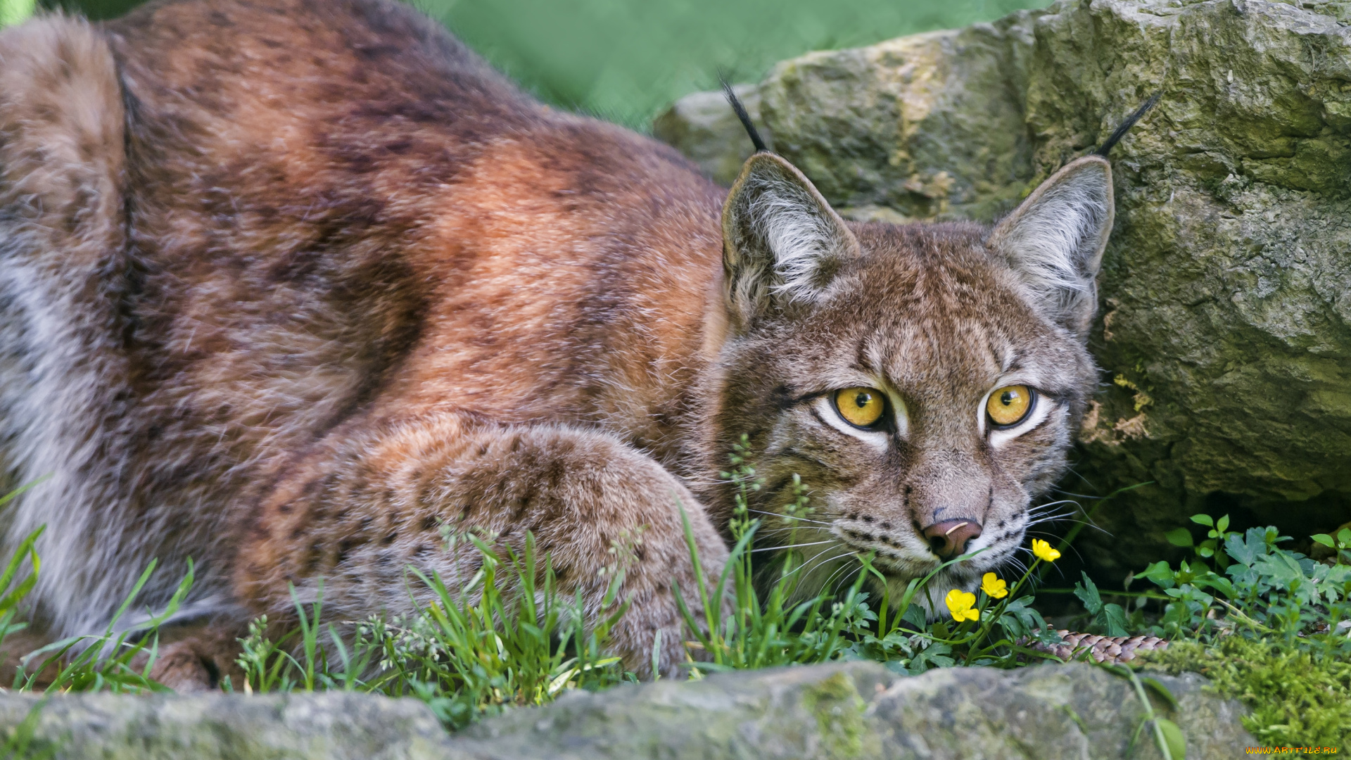 животные, рыси, кошка