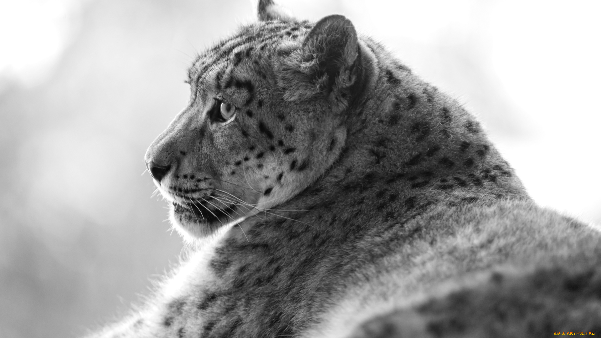 животные, снежный, барс, ирбис
