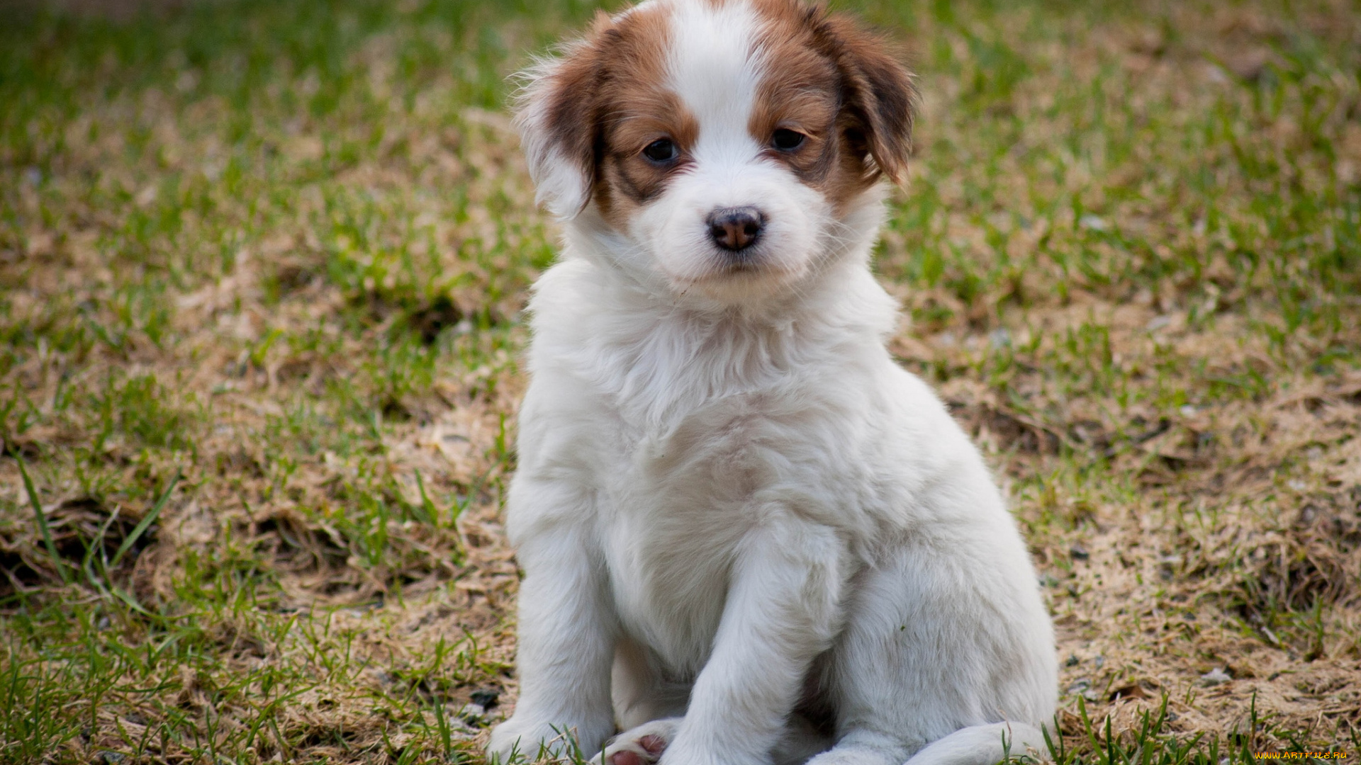 животные, собаки, щенок