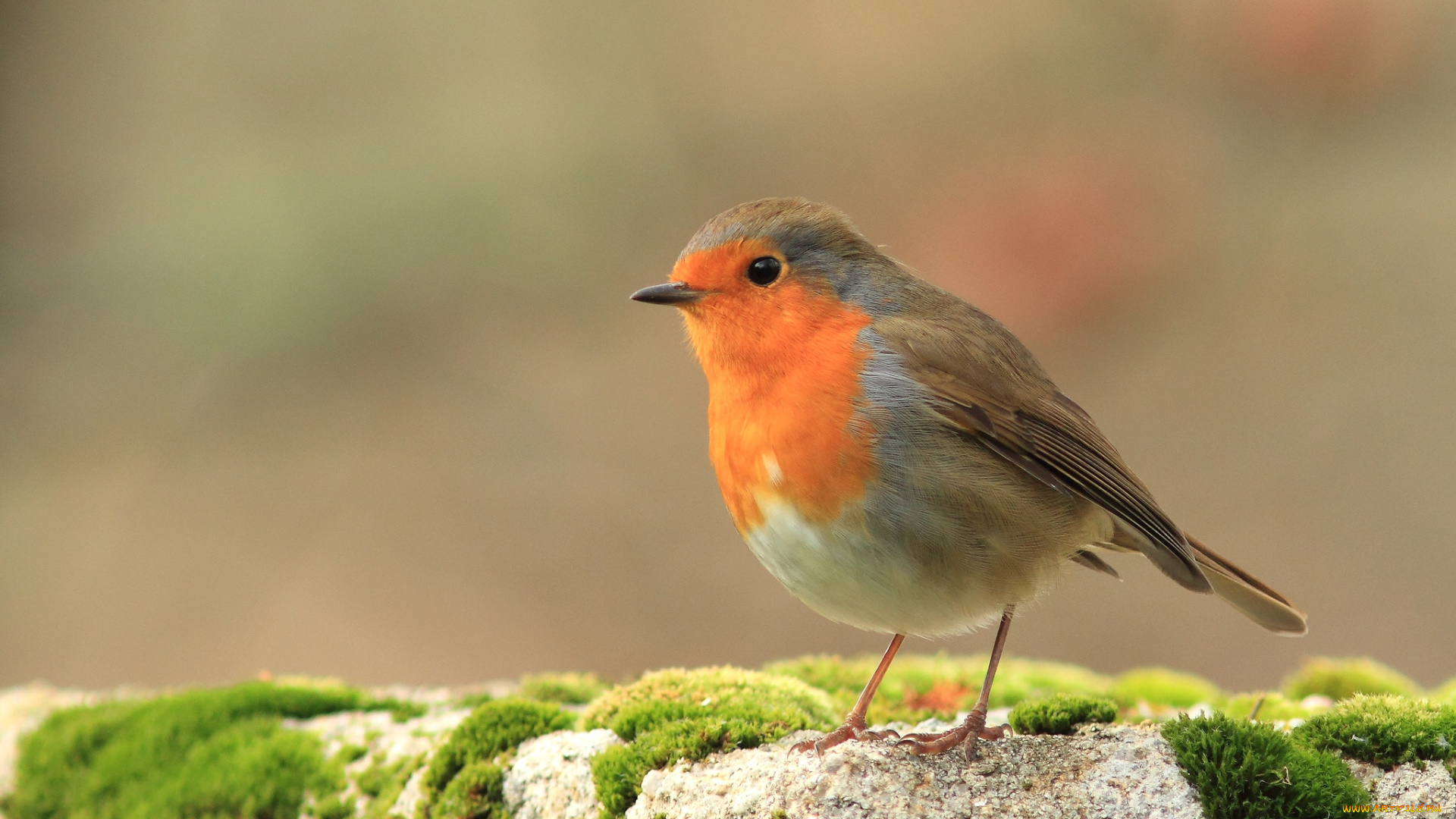 животные, зарянки, малиновки, грудка