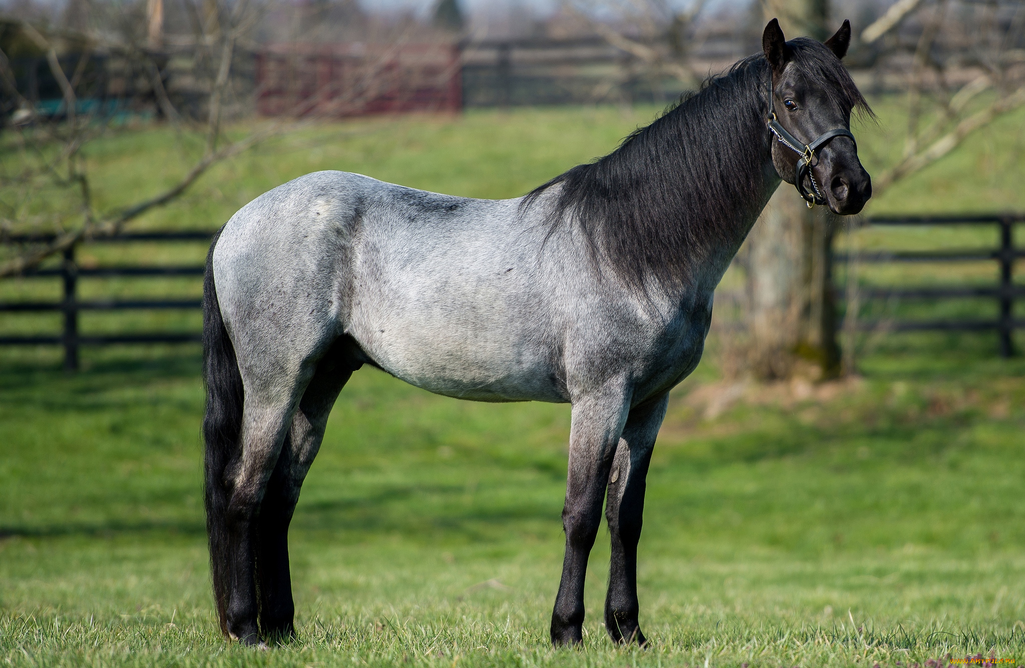 животные, лошади, конь