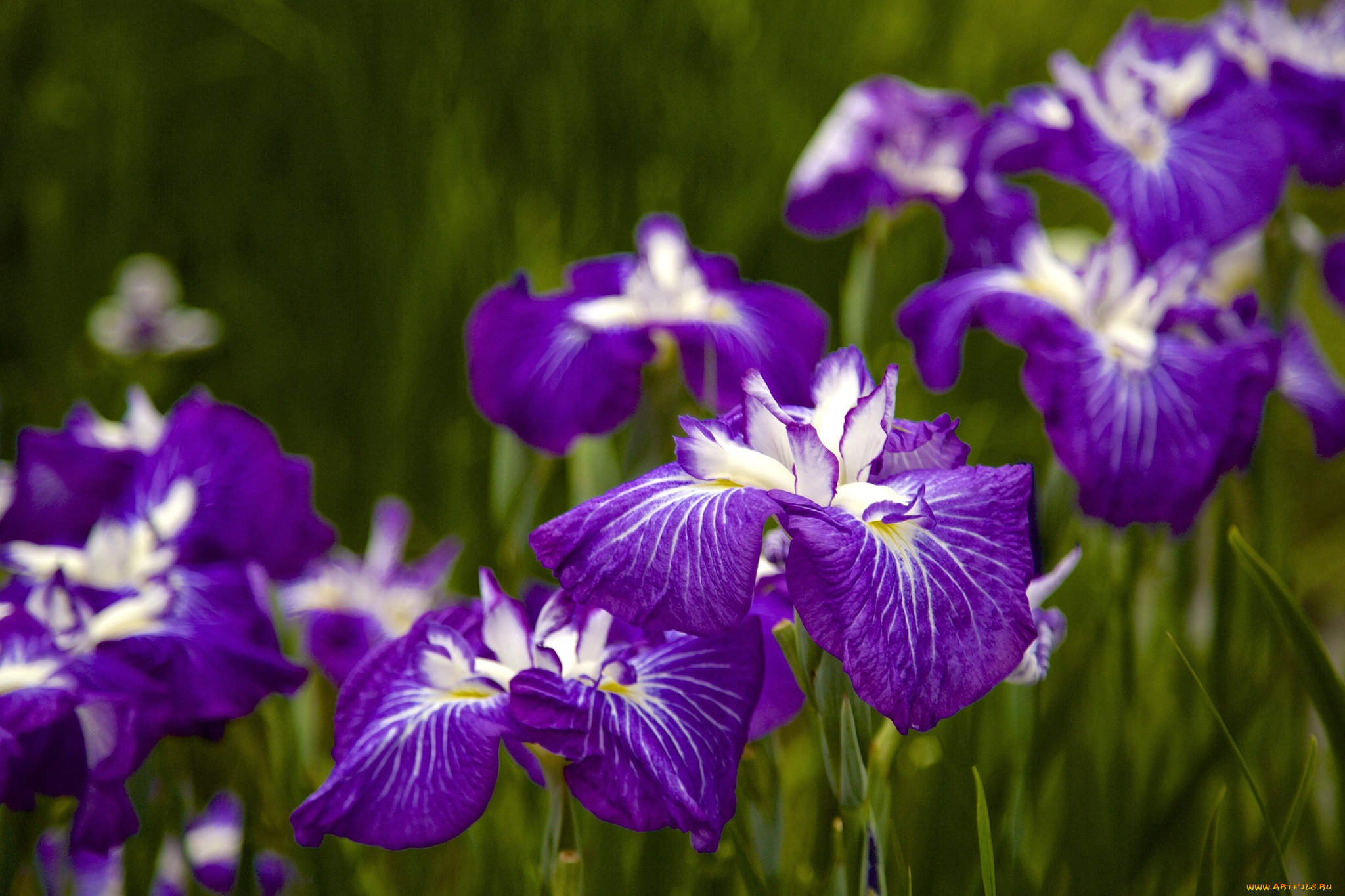 цветы, ирисы, фиолетовый