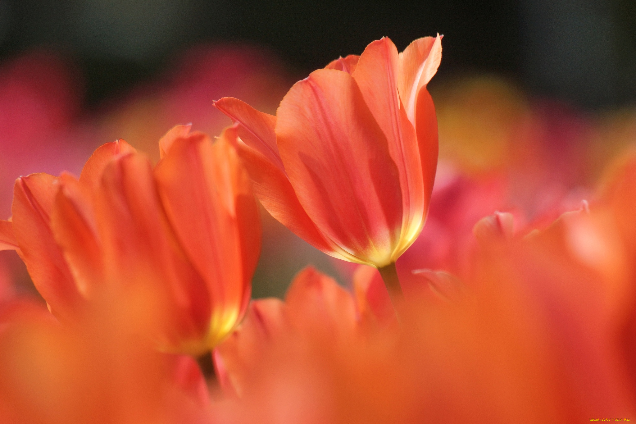 цветы, тюльпаны, макро