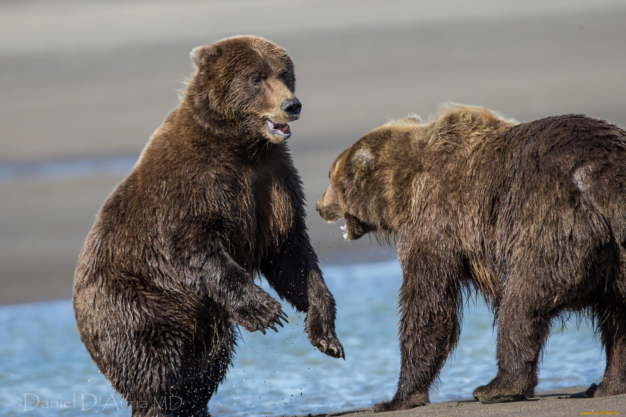 животные, медведи, встреча