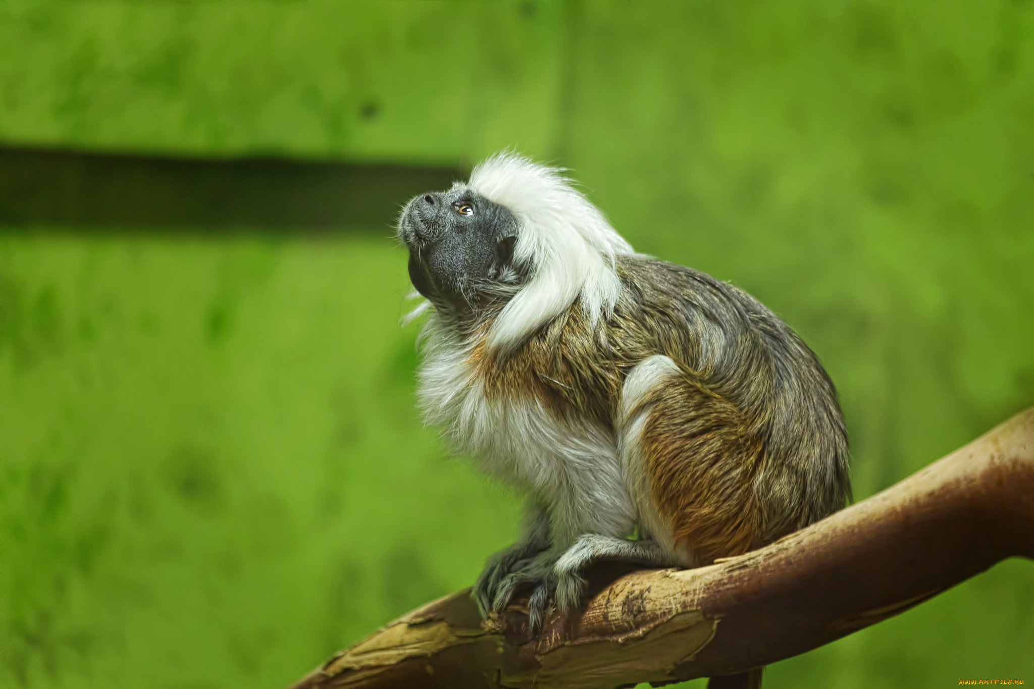 животные, обезьяны, эдипов, тамарин, пинче, эдипова, игрунка