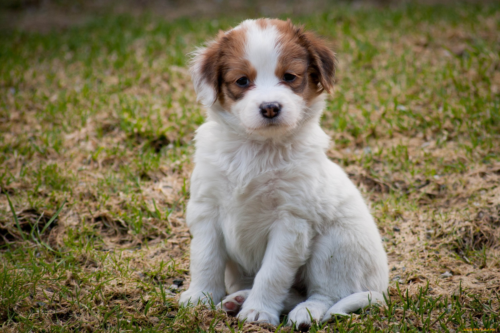 животные, собаки, щенок