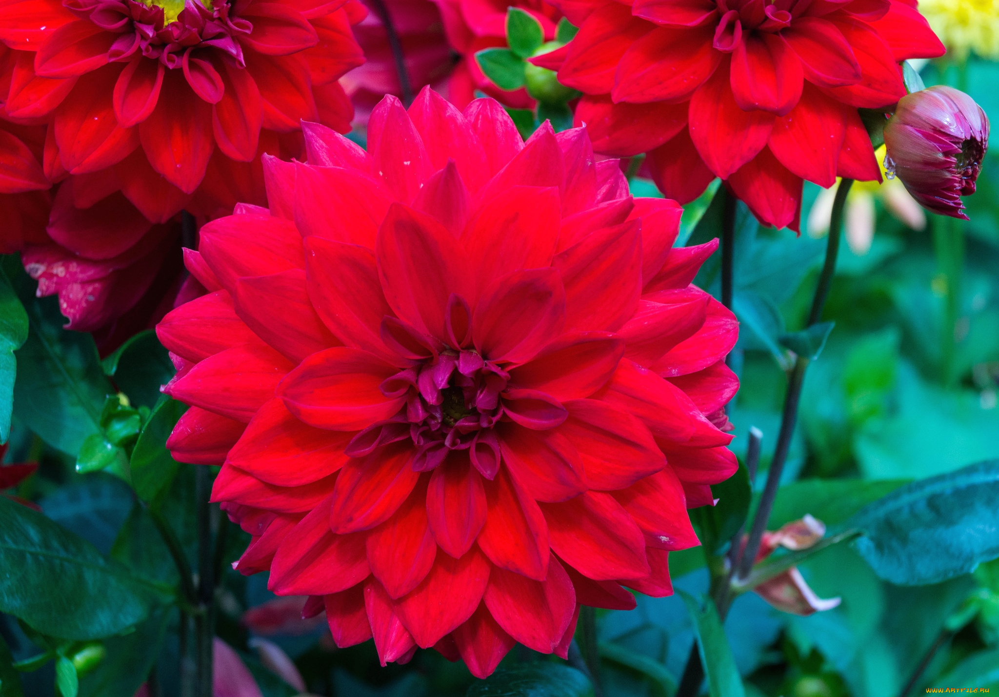 цветы, георгины, красный