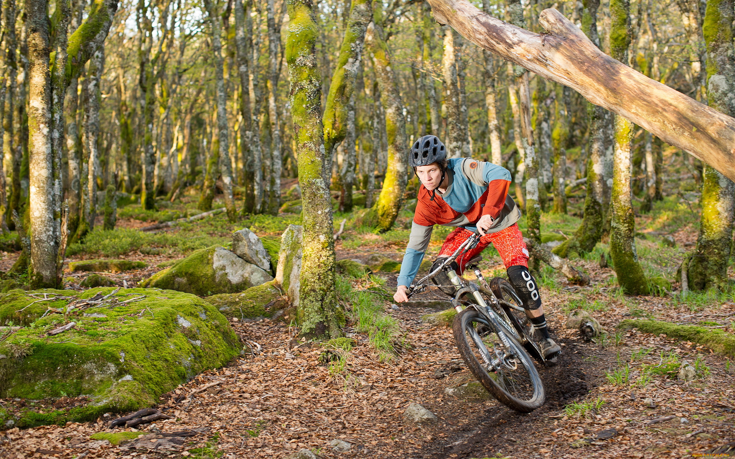 спорт, велоспорт, велосипедист, лес