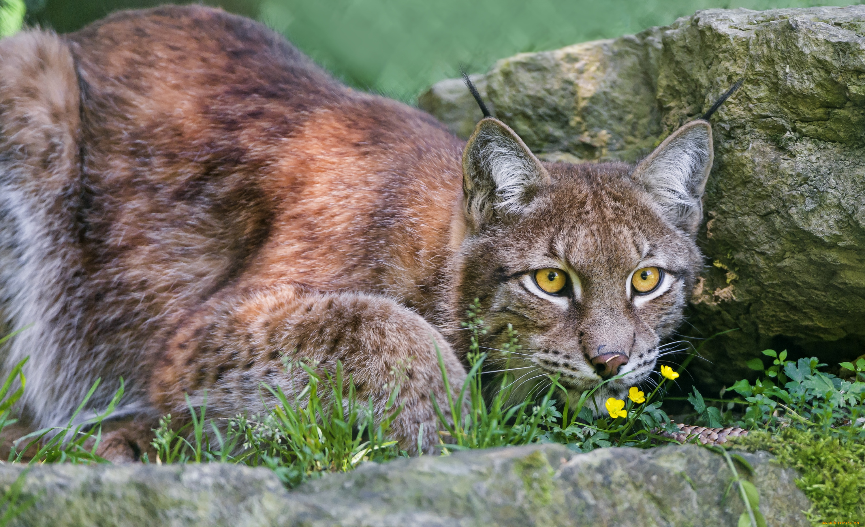 животные, рыси, кошка