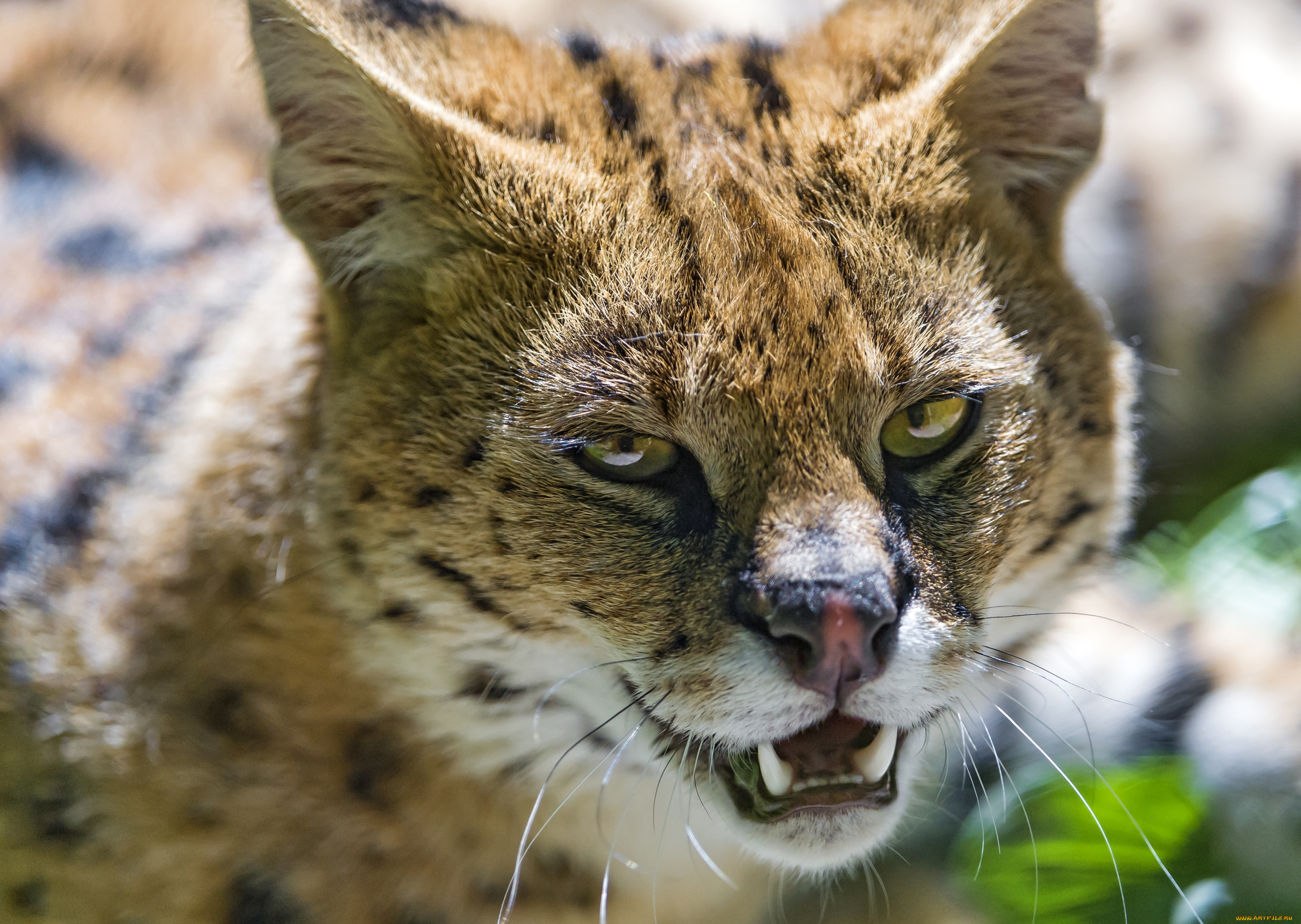 животные, сервалы, портрет