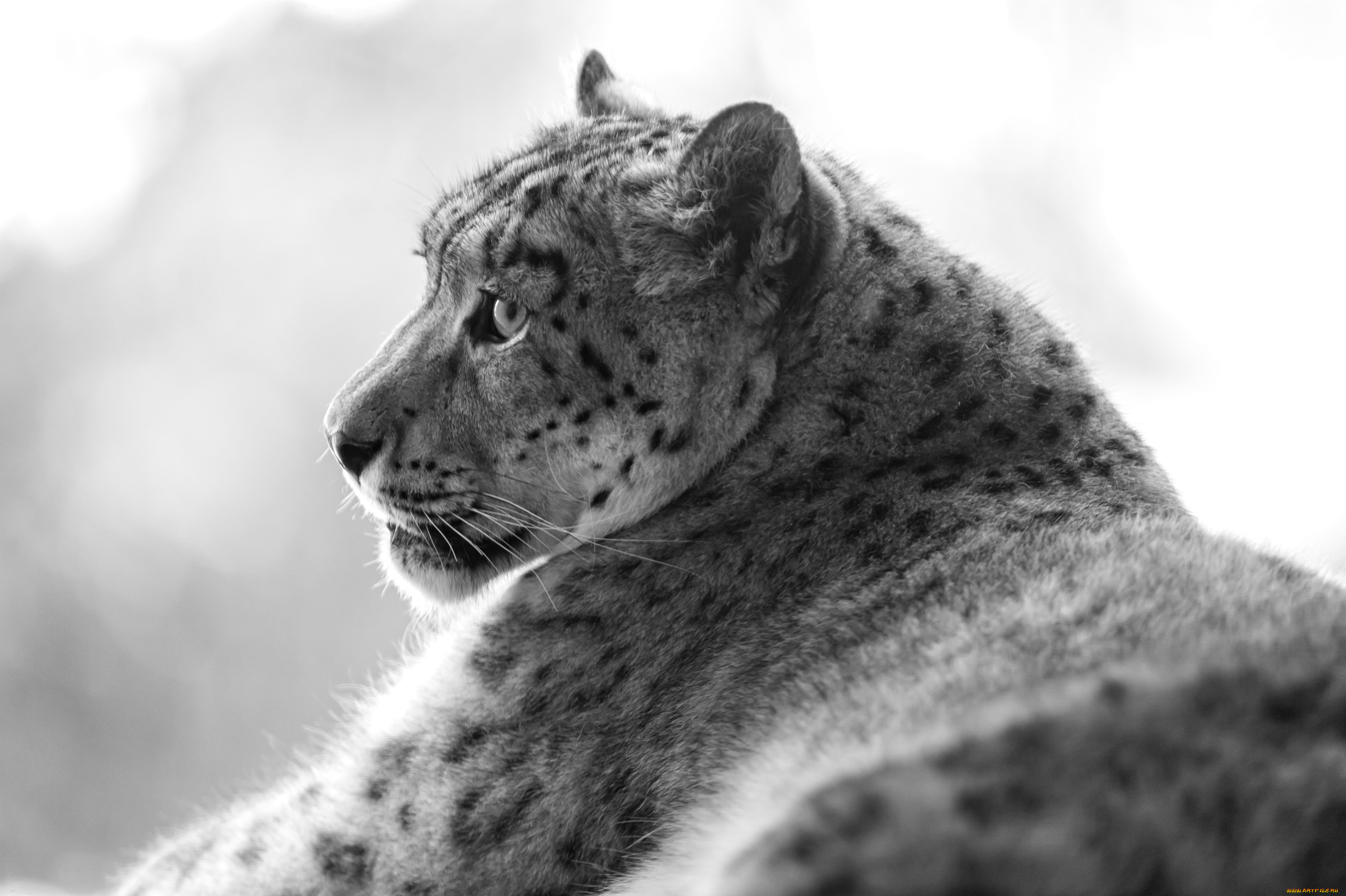 животные, снежный, барс, ирбис