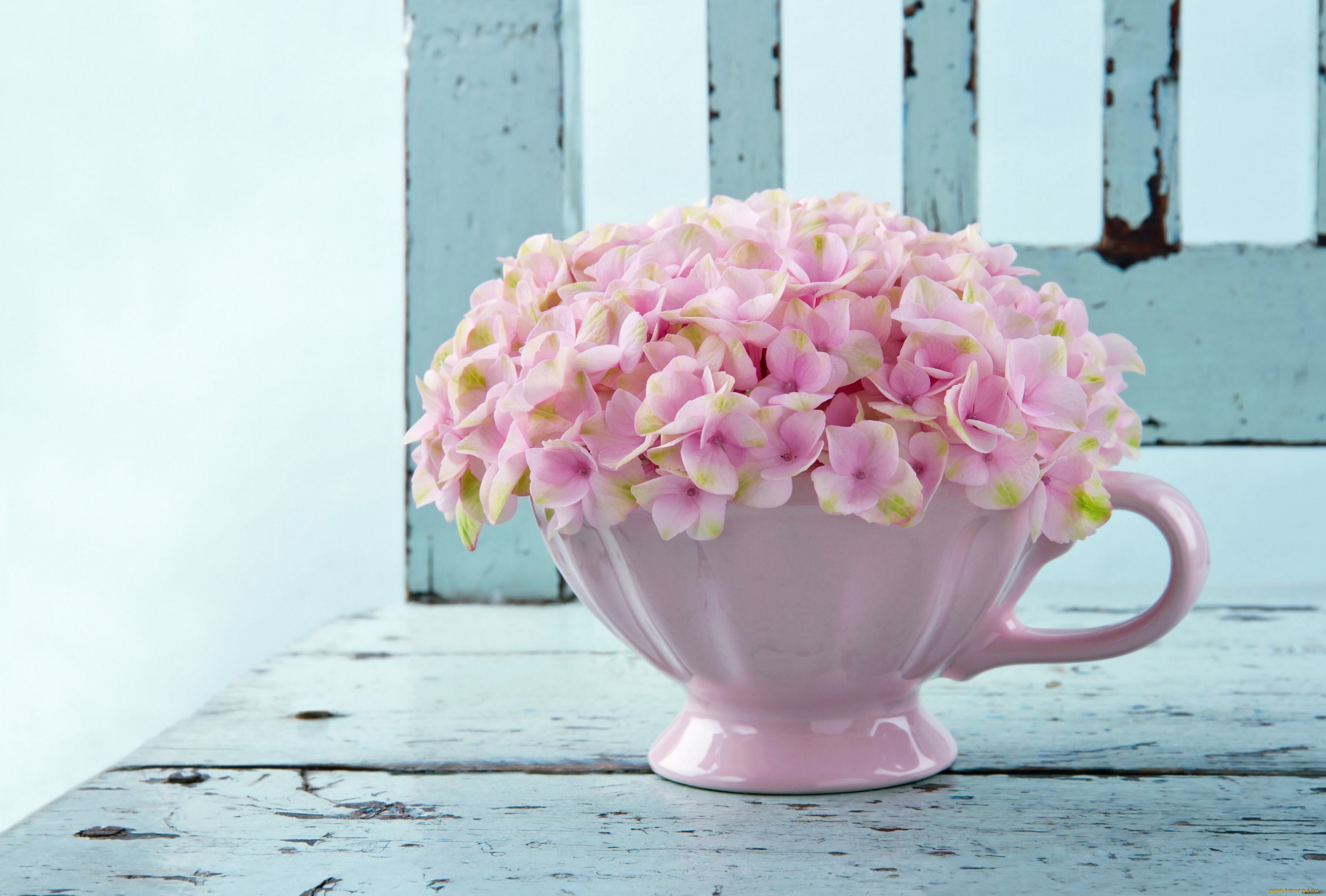 цветы, гортензия, кружка
