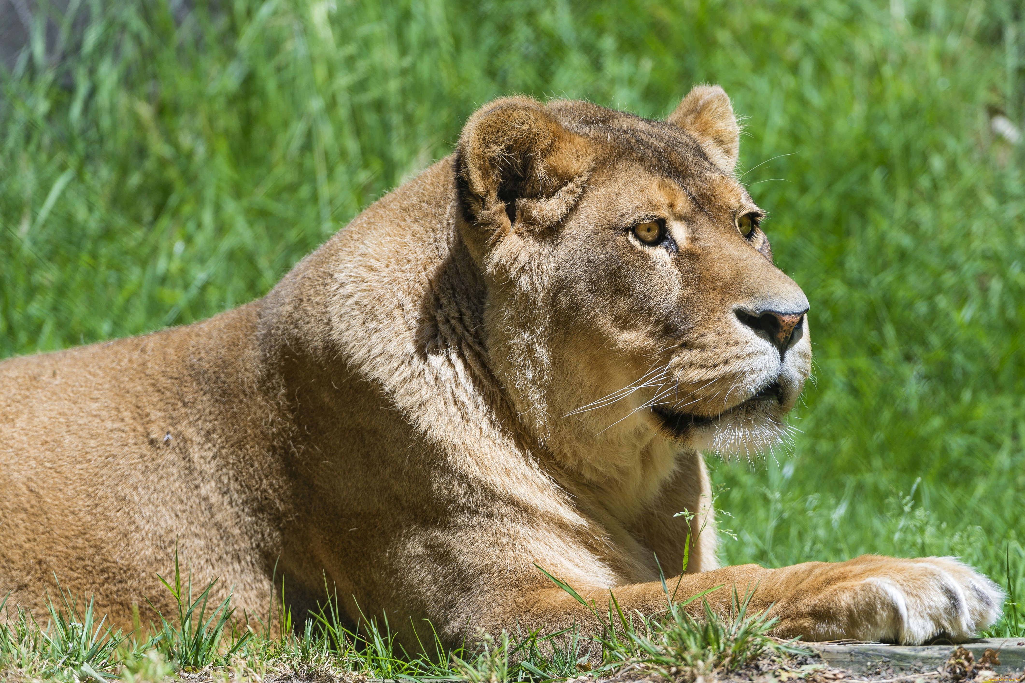 животные, львы, львица