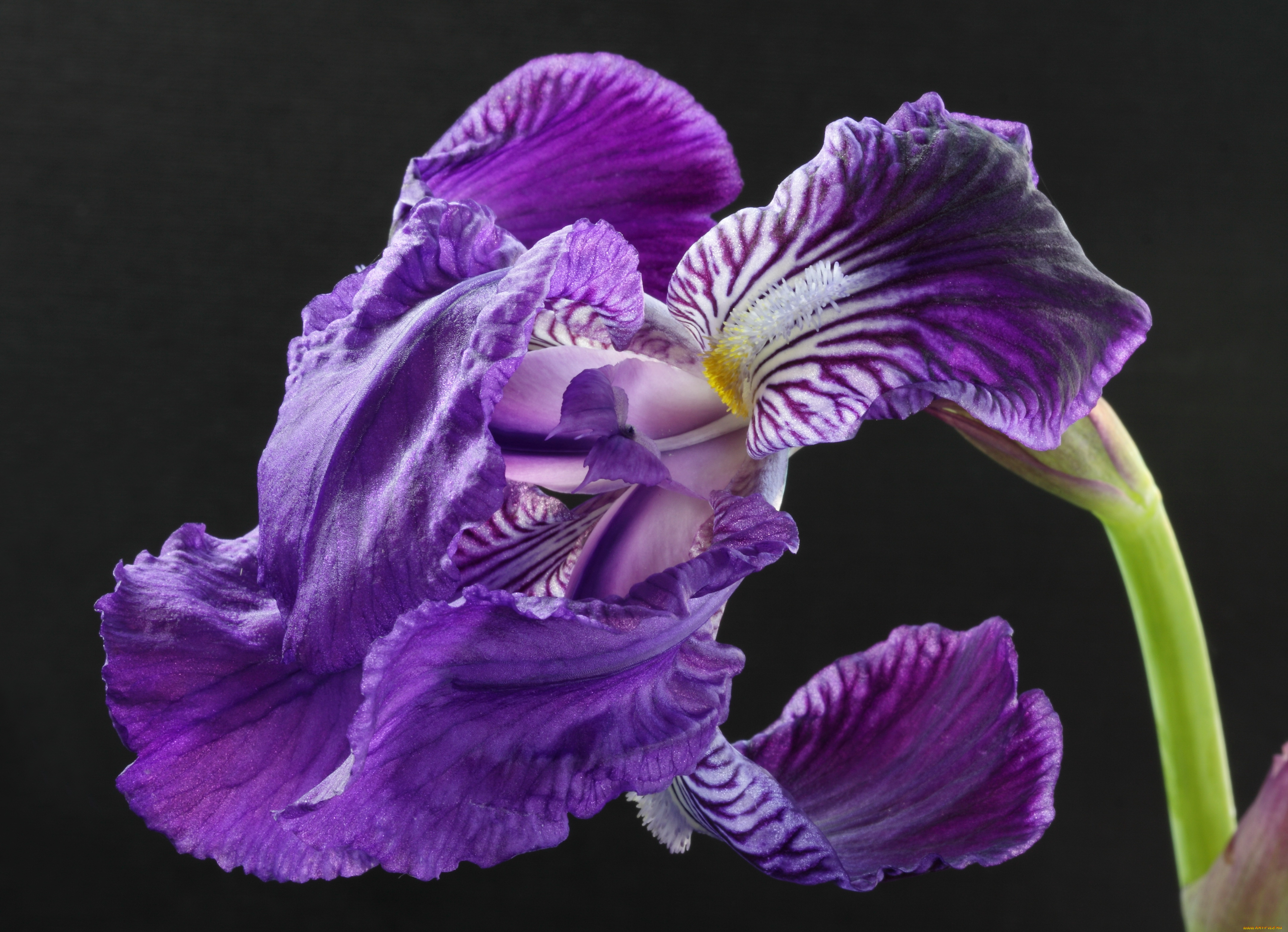 цветы, ирисы, сереневые