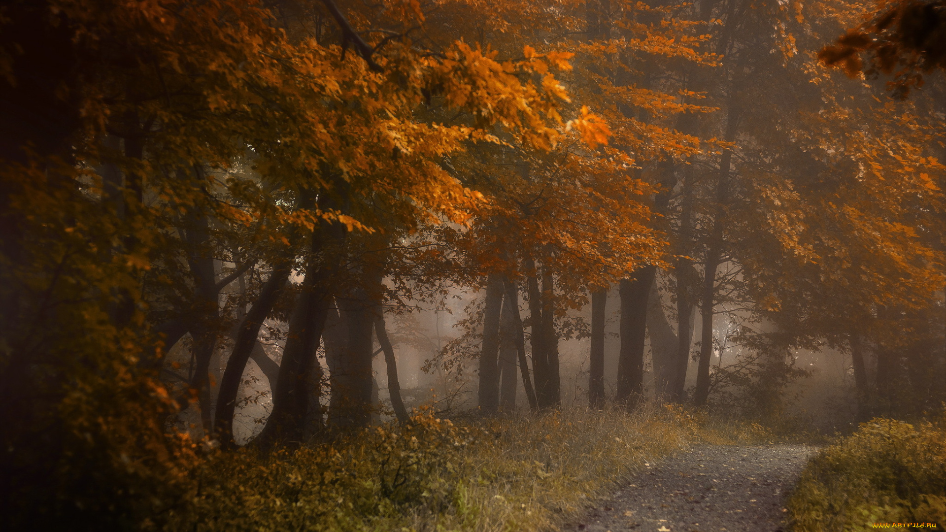 природа, дороги, лес, осень