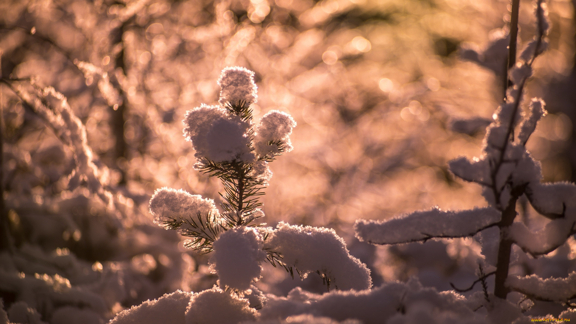 природа, макро, солнце, снег, иголки, хвоя, блики, свет, ветки