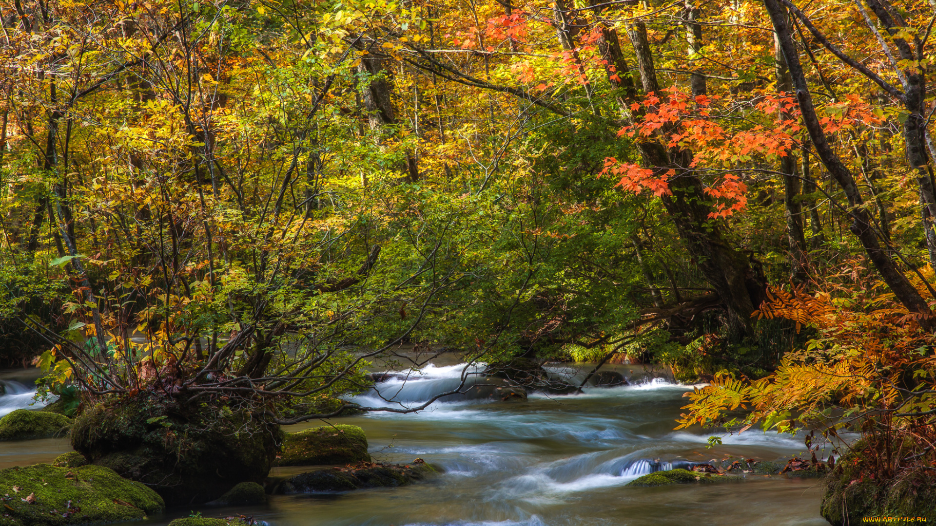 природа, реки, озера, лес, осень, река