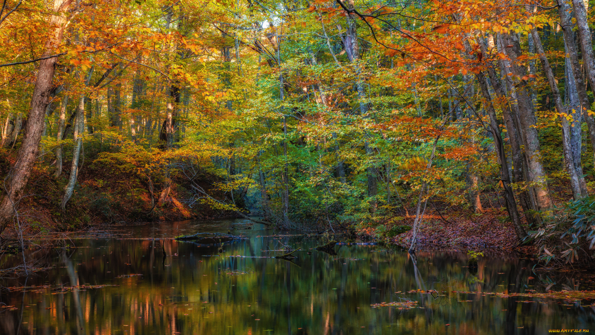 природа, реки, озера, осень, река, лес