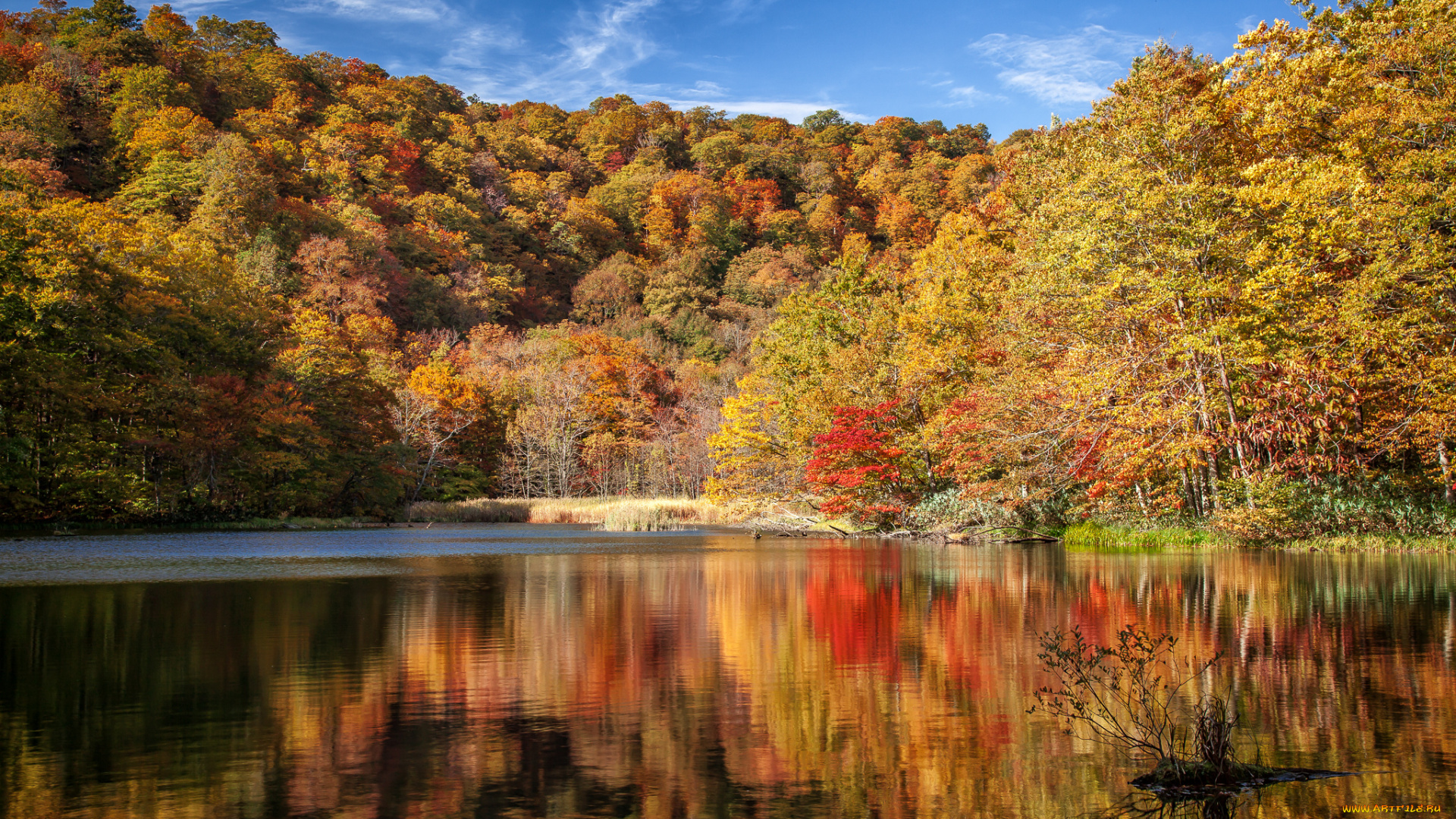 природа, реки, озера, осень, река, лес
