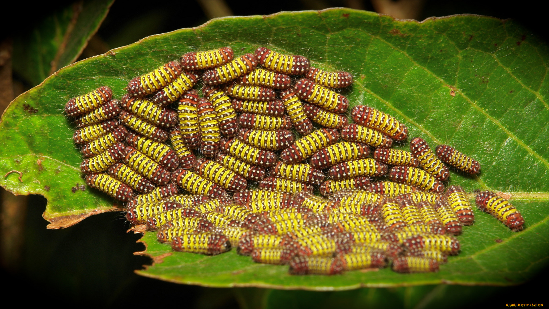 животные, гусеницы, макро, много, лист